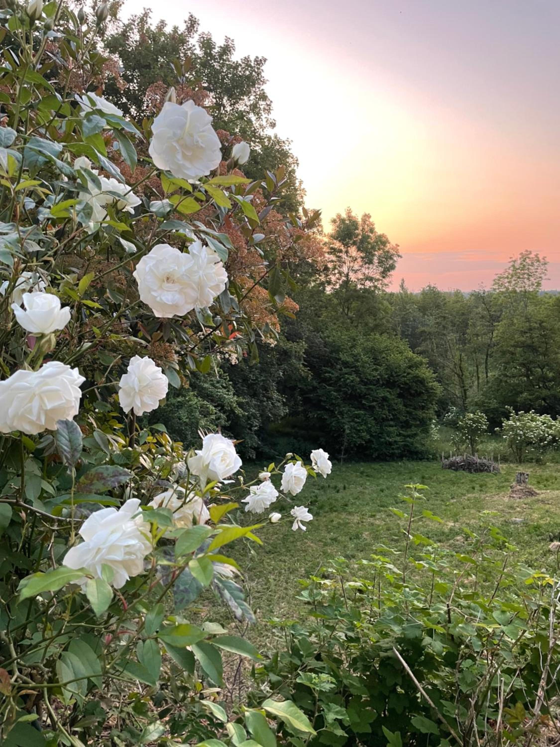 La Canopée des Arbres, Anna