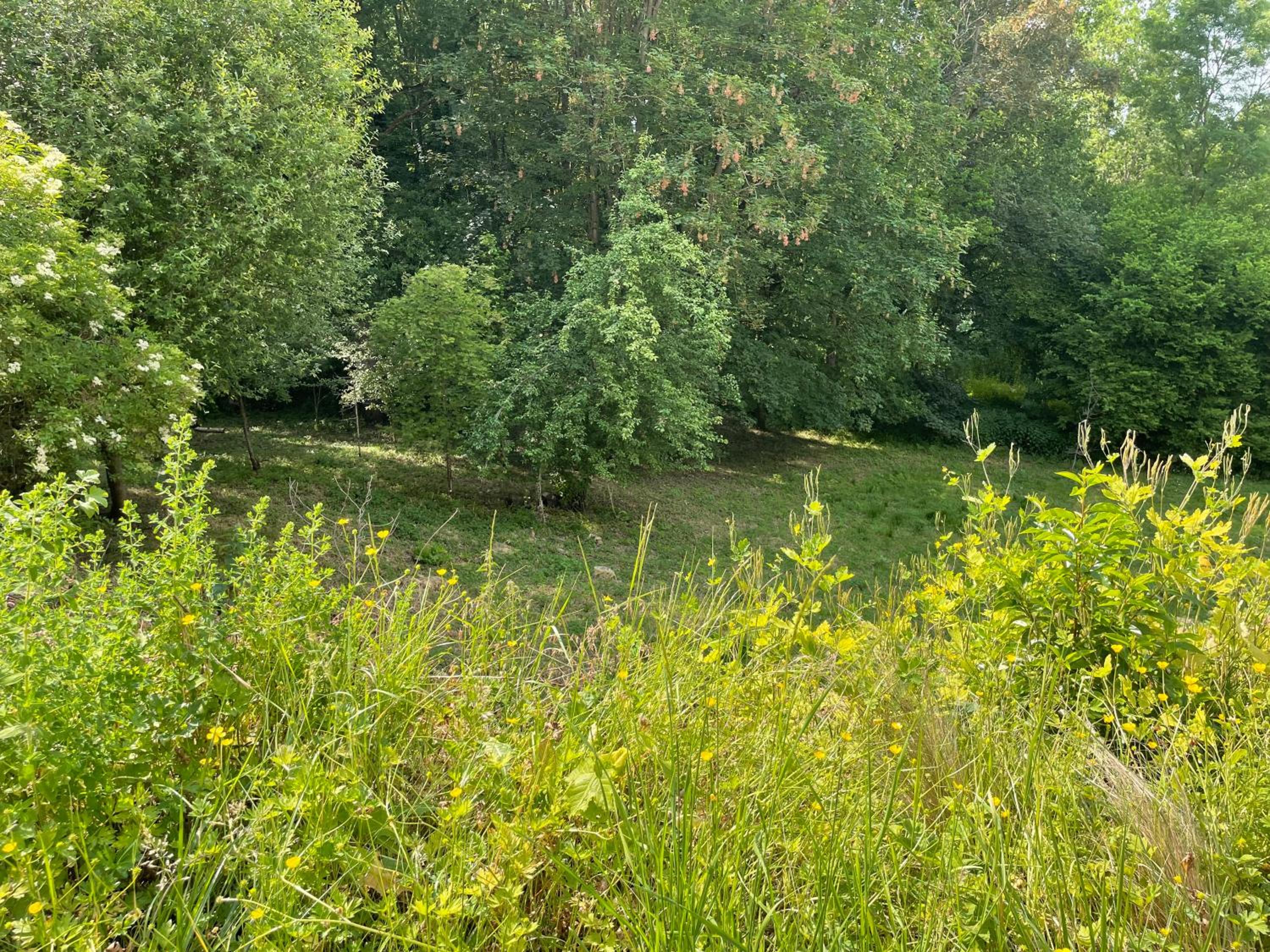 La Canopée des Arbres, Anna