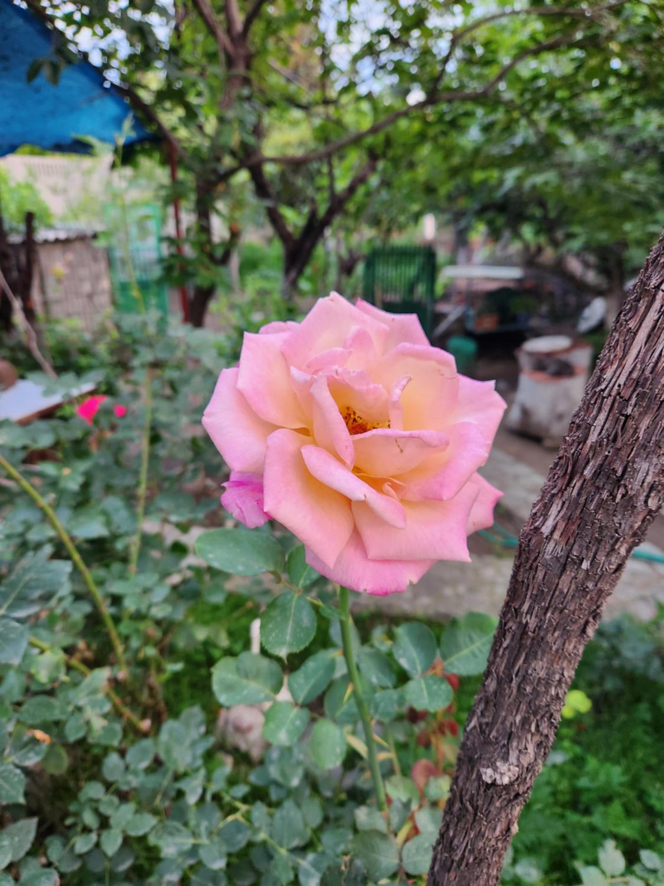 Photo 25