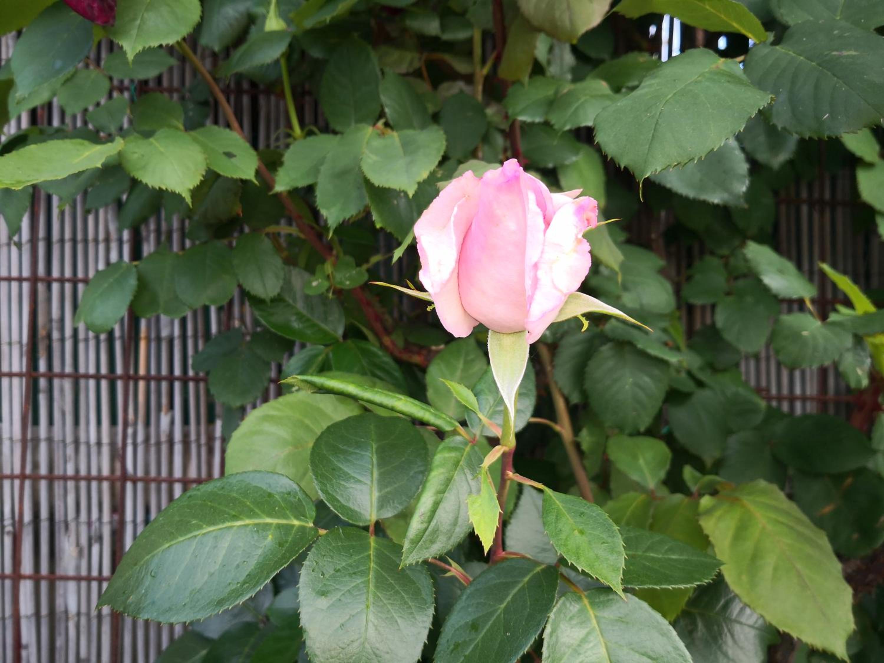 Photo 35
