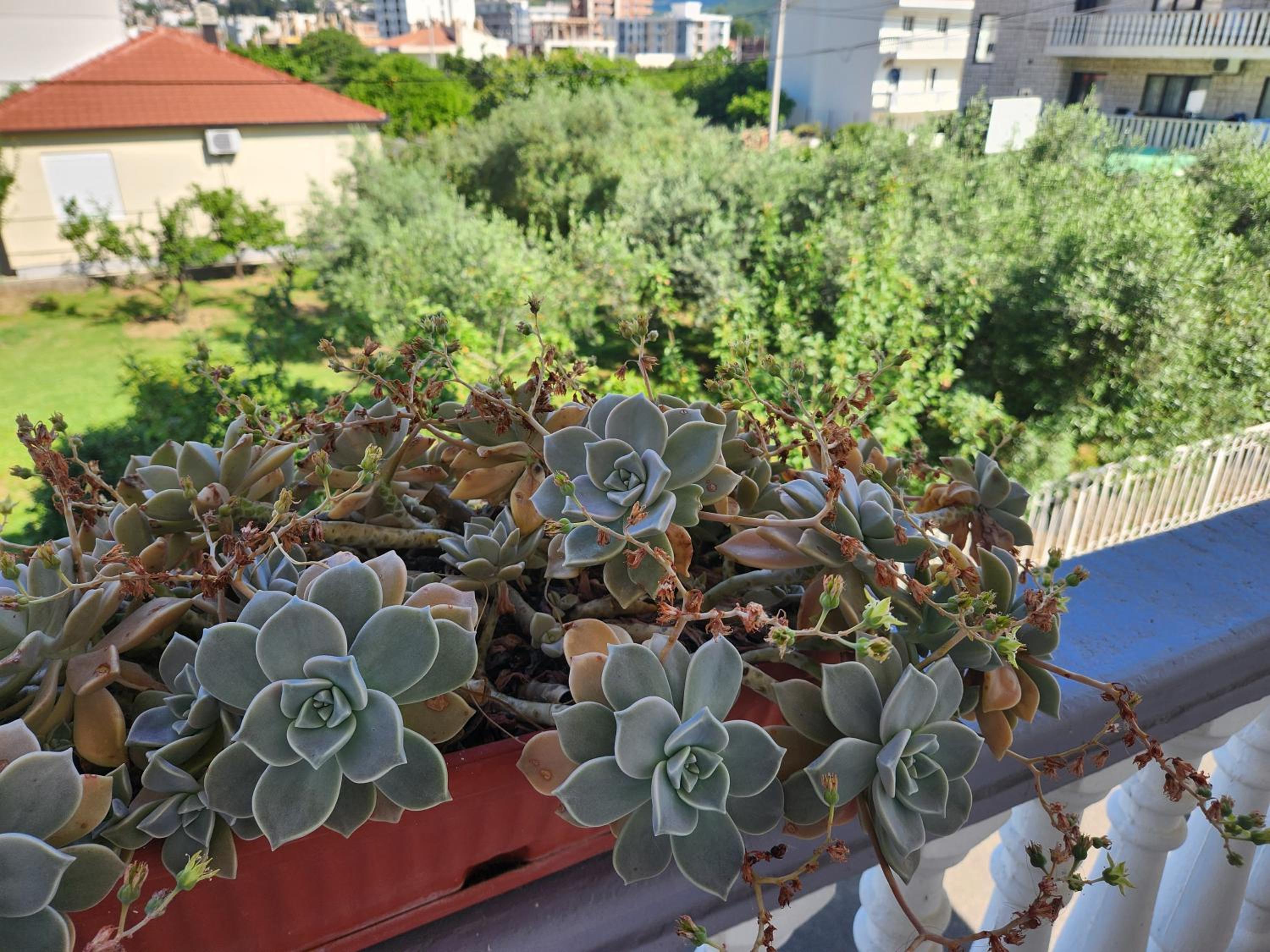 Duraku Apartment
