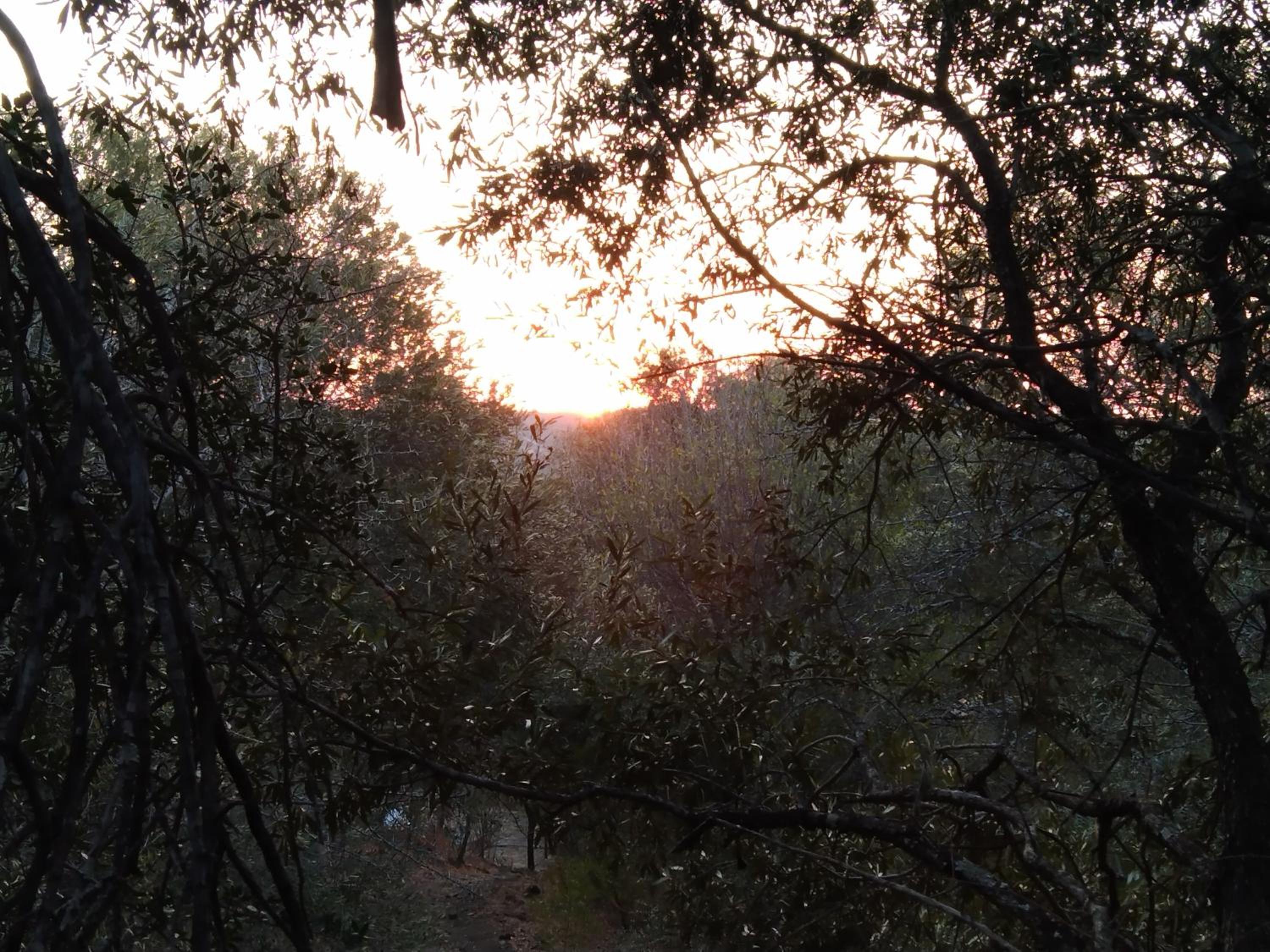 umbabala bush camp view 5