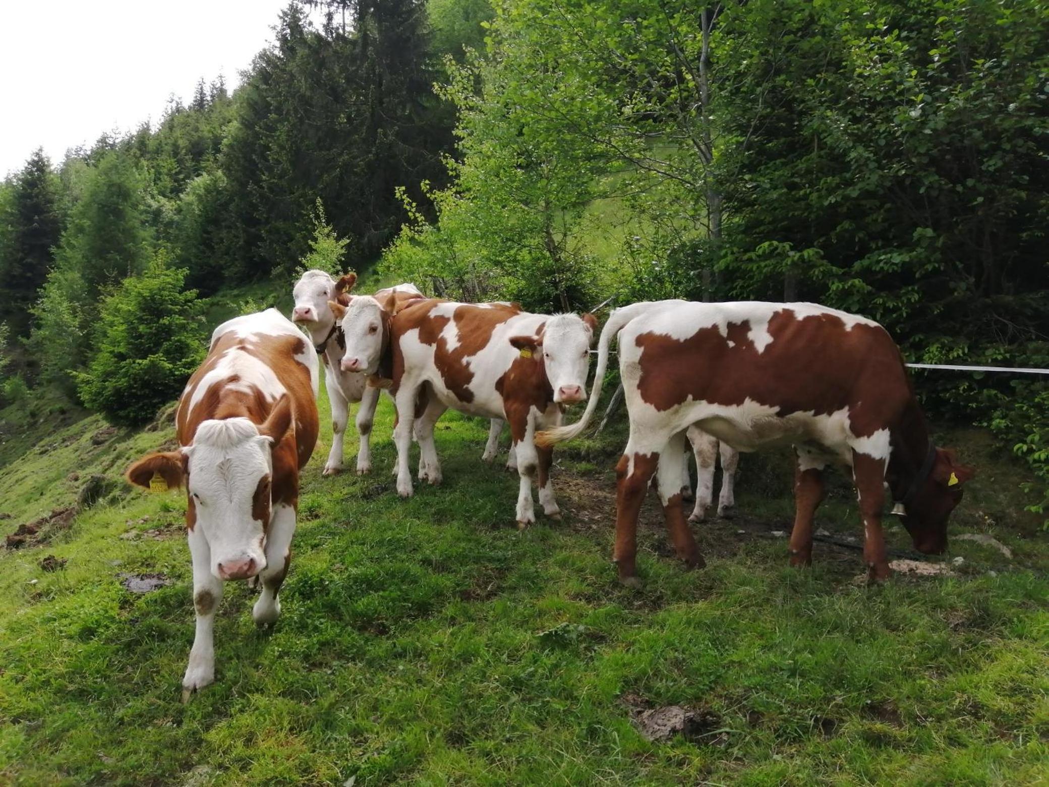Hintergugg
