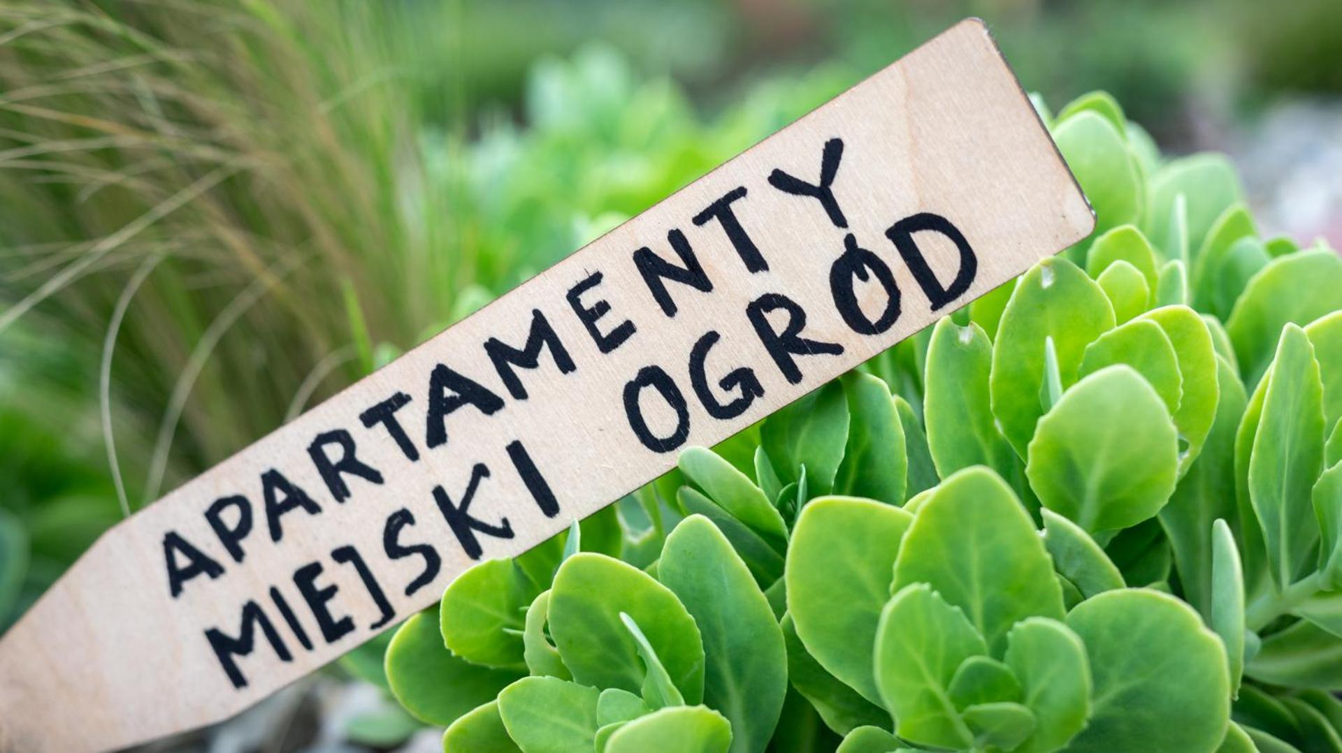 Apartamenty Miejski Ogród view 3
