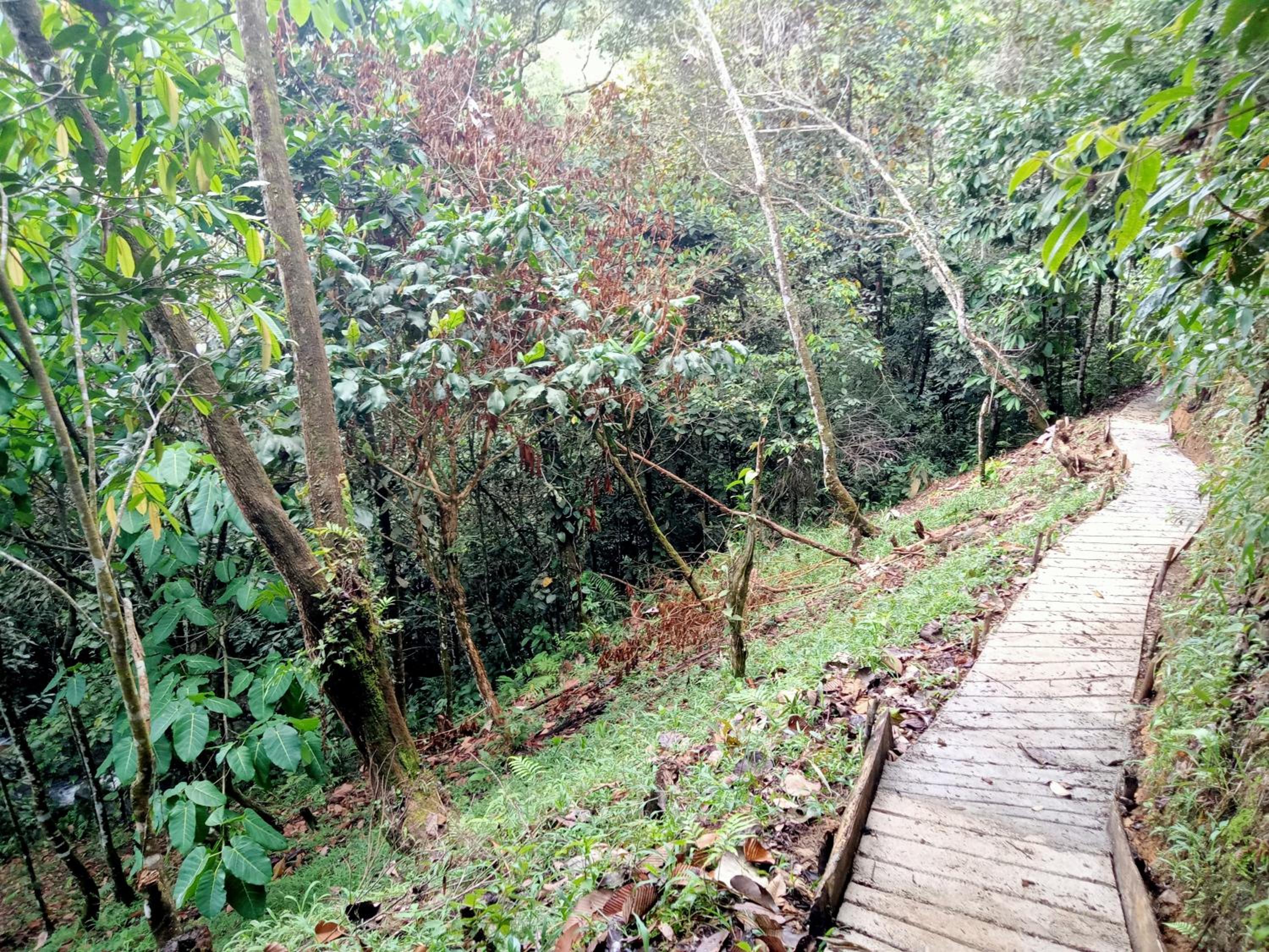 FINCA EL ALTO