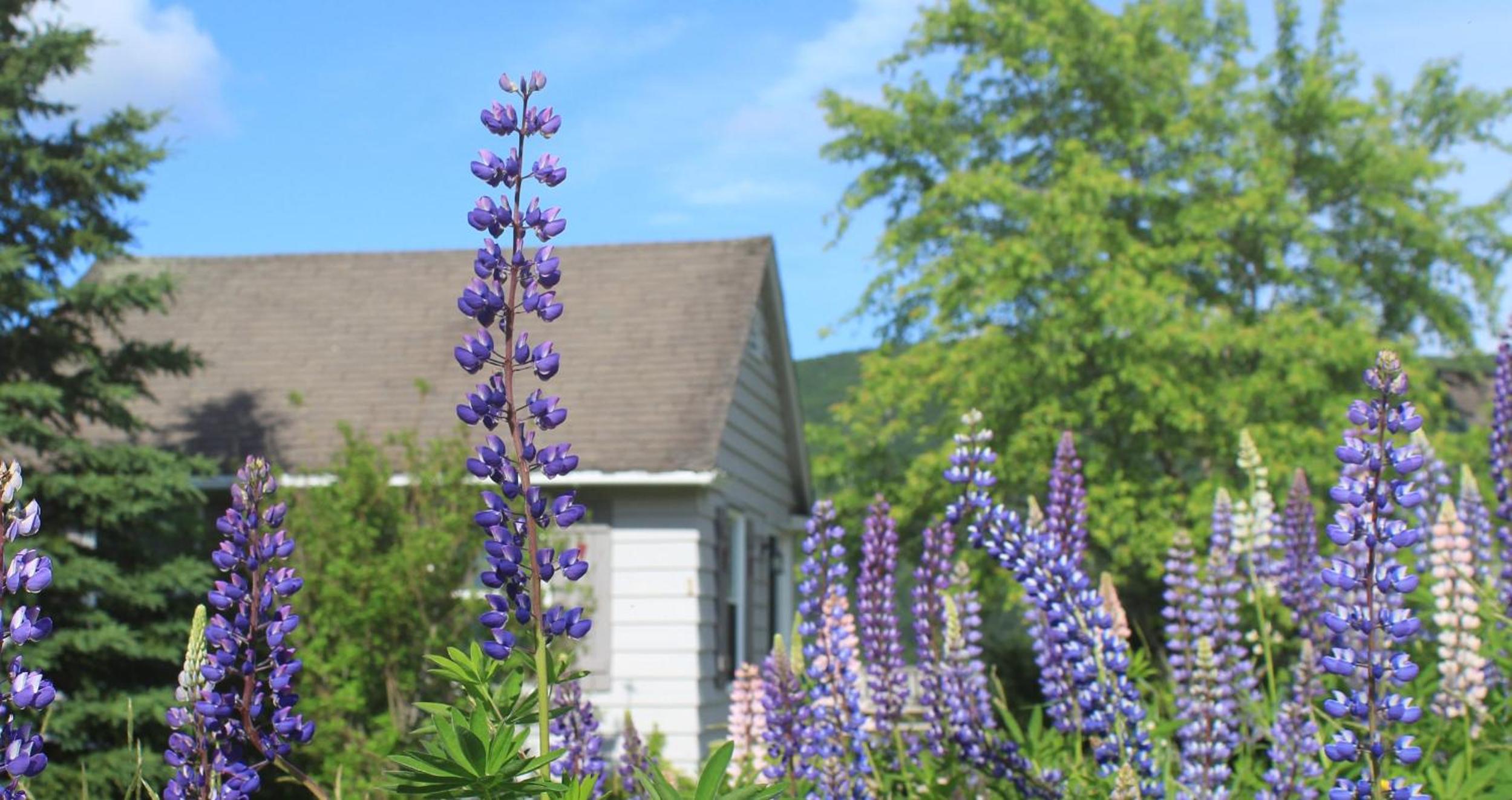Chanterelle Inn & cottages