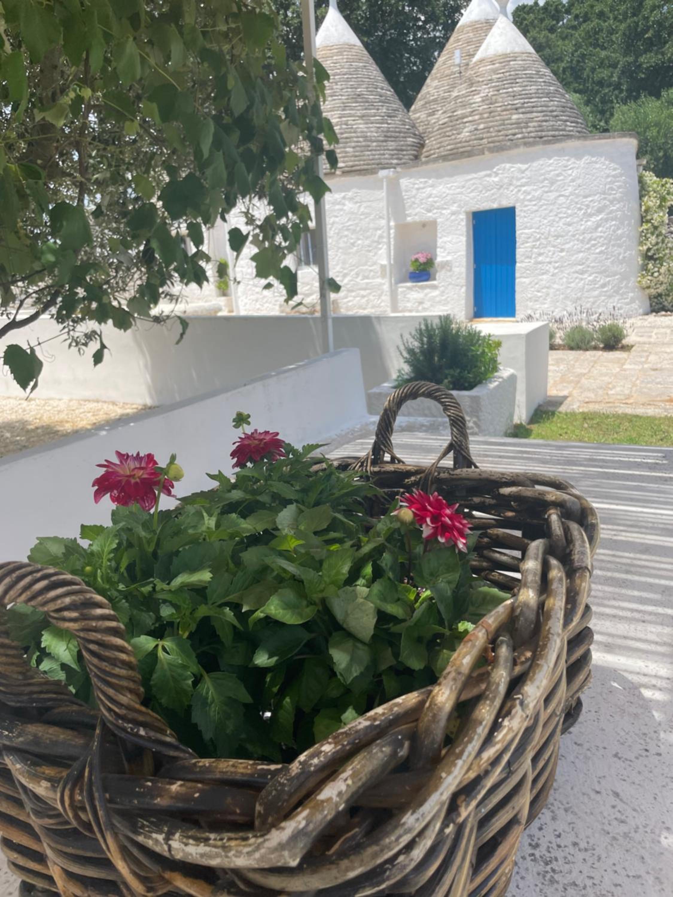 trulli mancinella