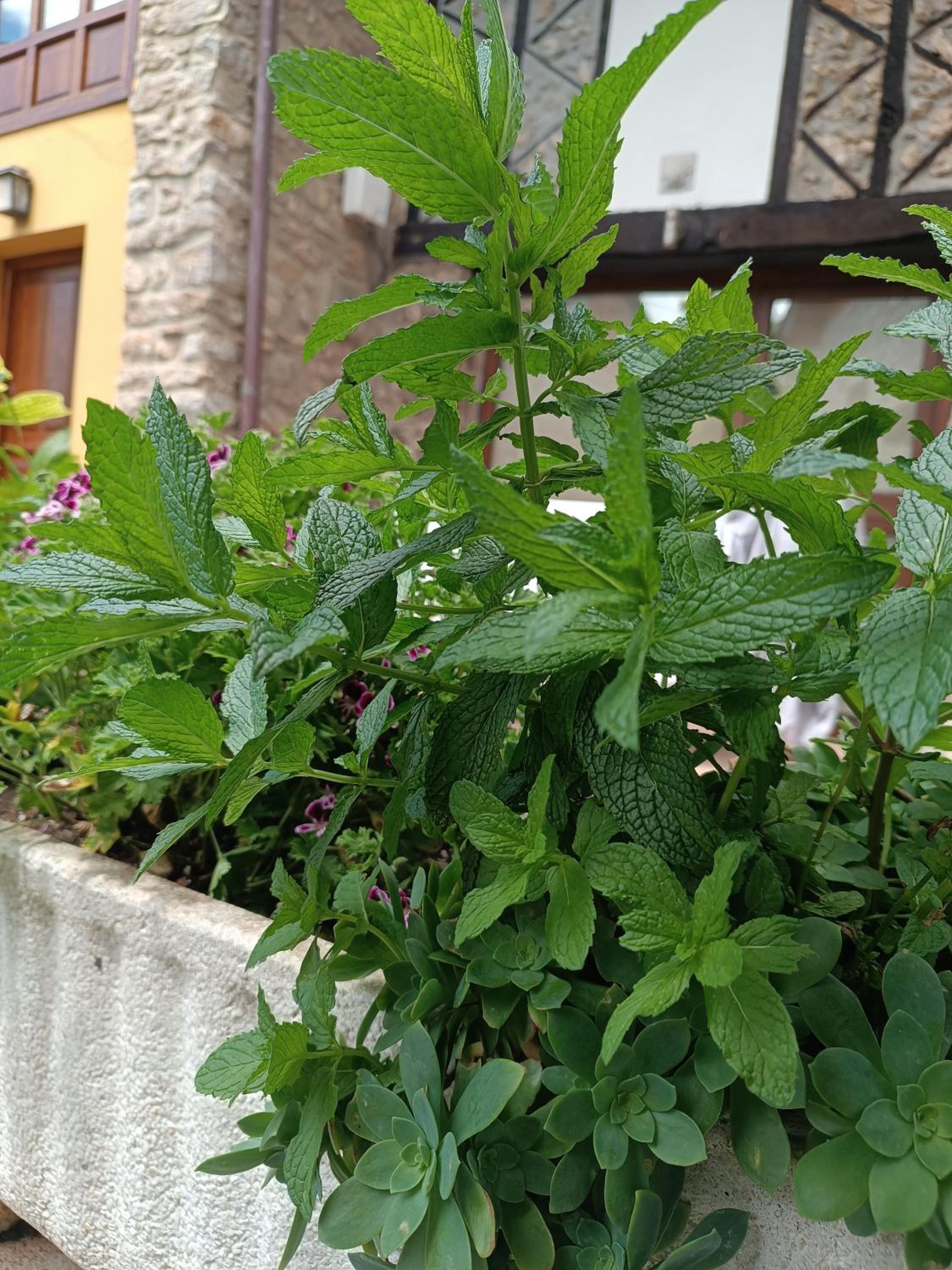 Romántico acogedor apartamento en Llanes (Montaña)