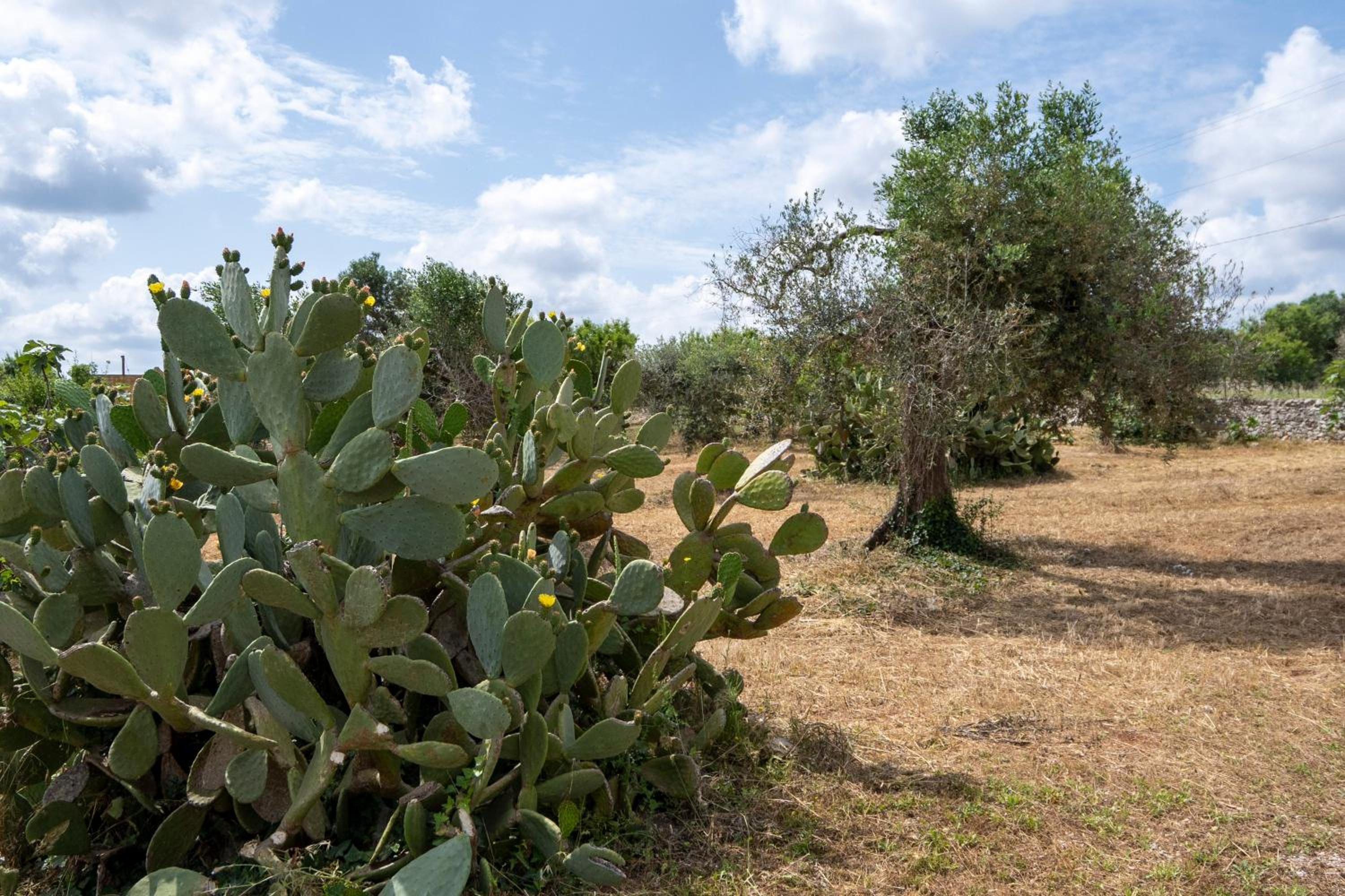 Trullo Giovanni
