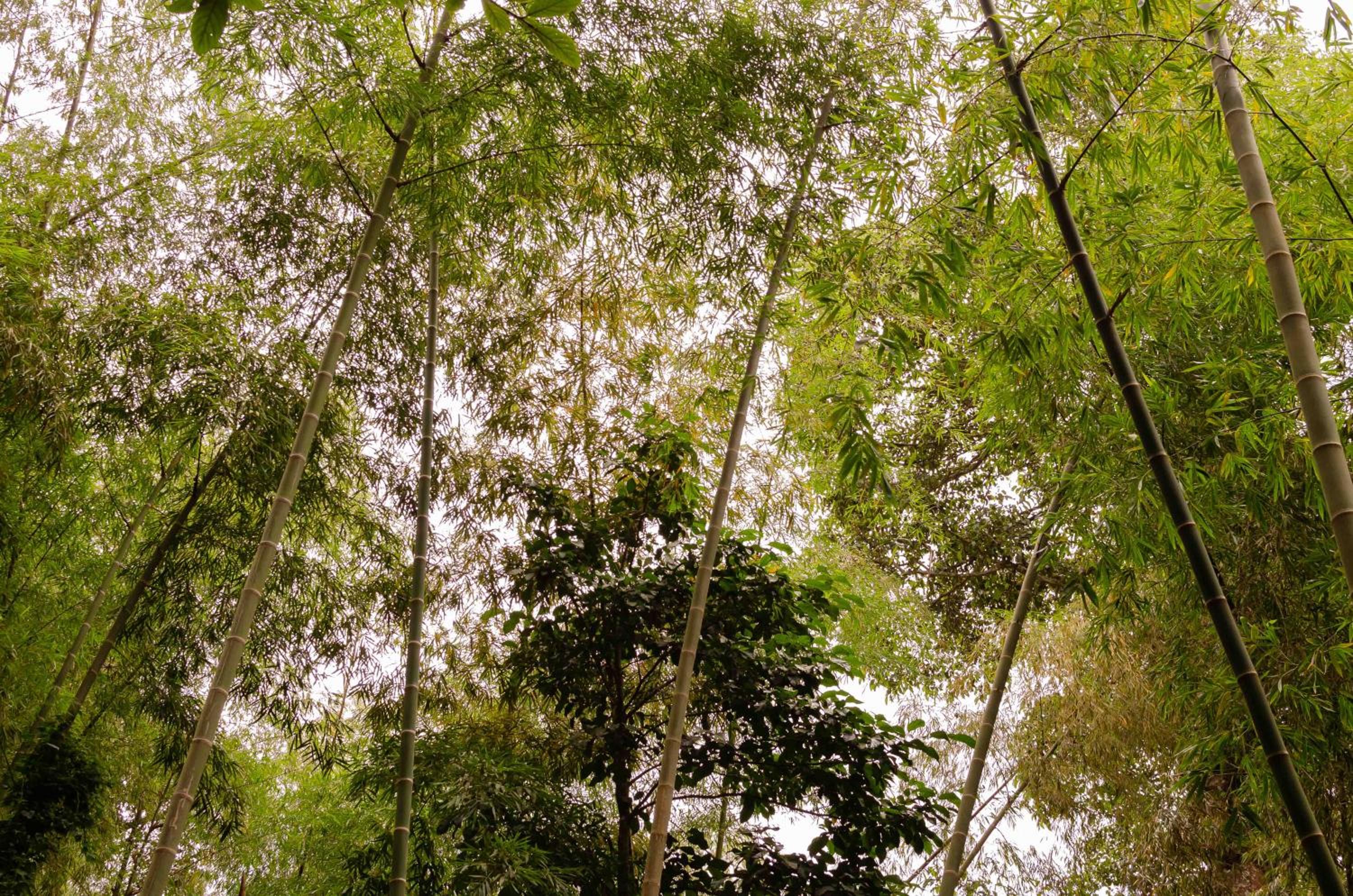Finca Turistica La Betulia Sevilla