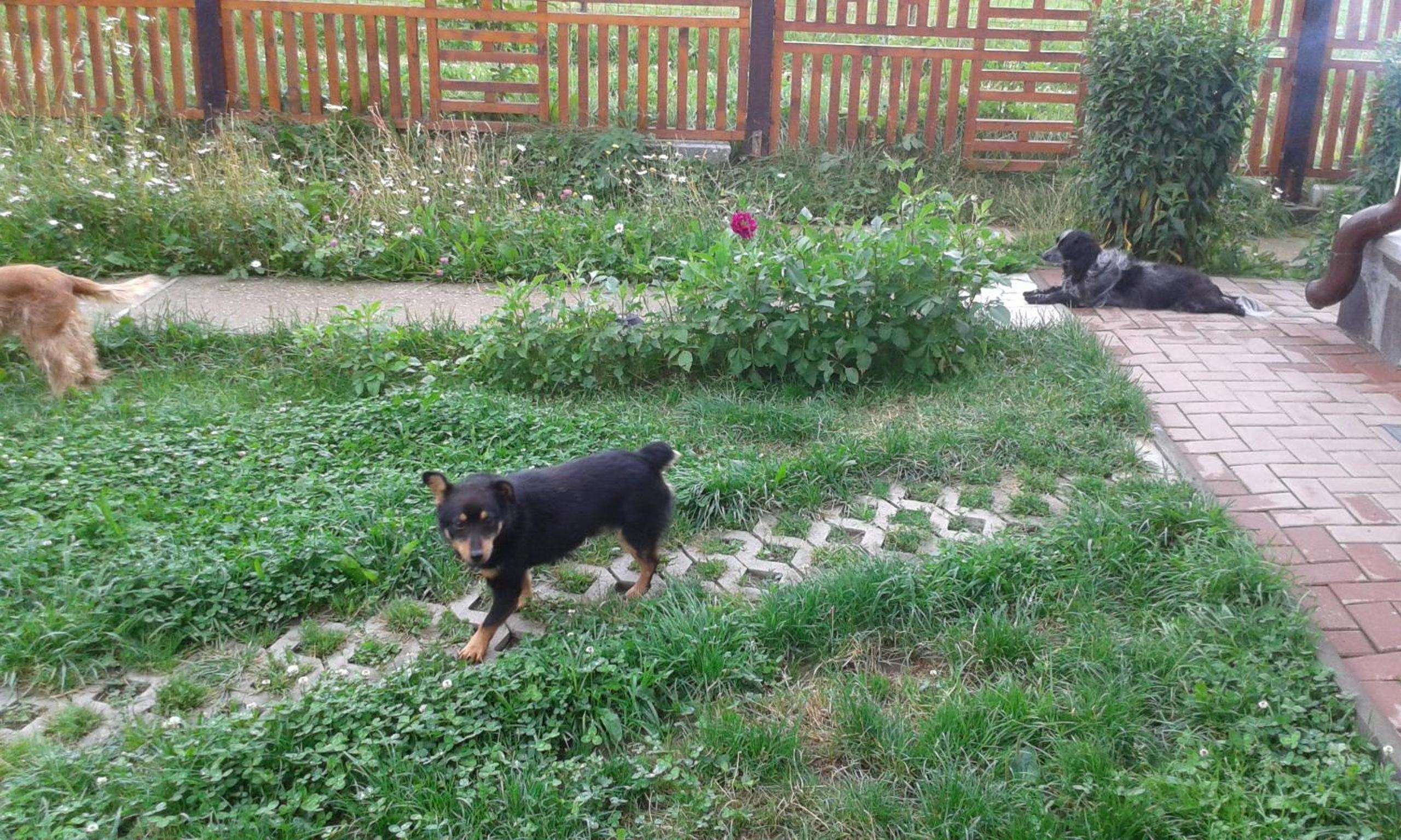 Photo 61