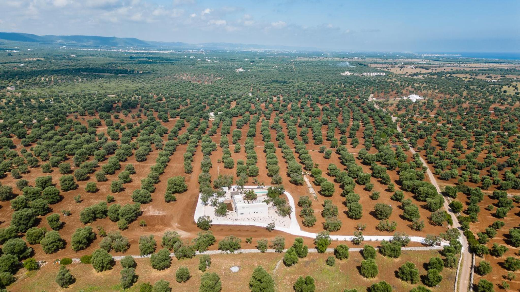 Nido Maremonte
