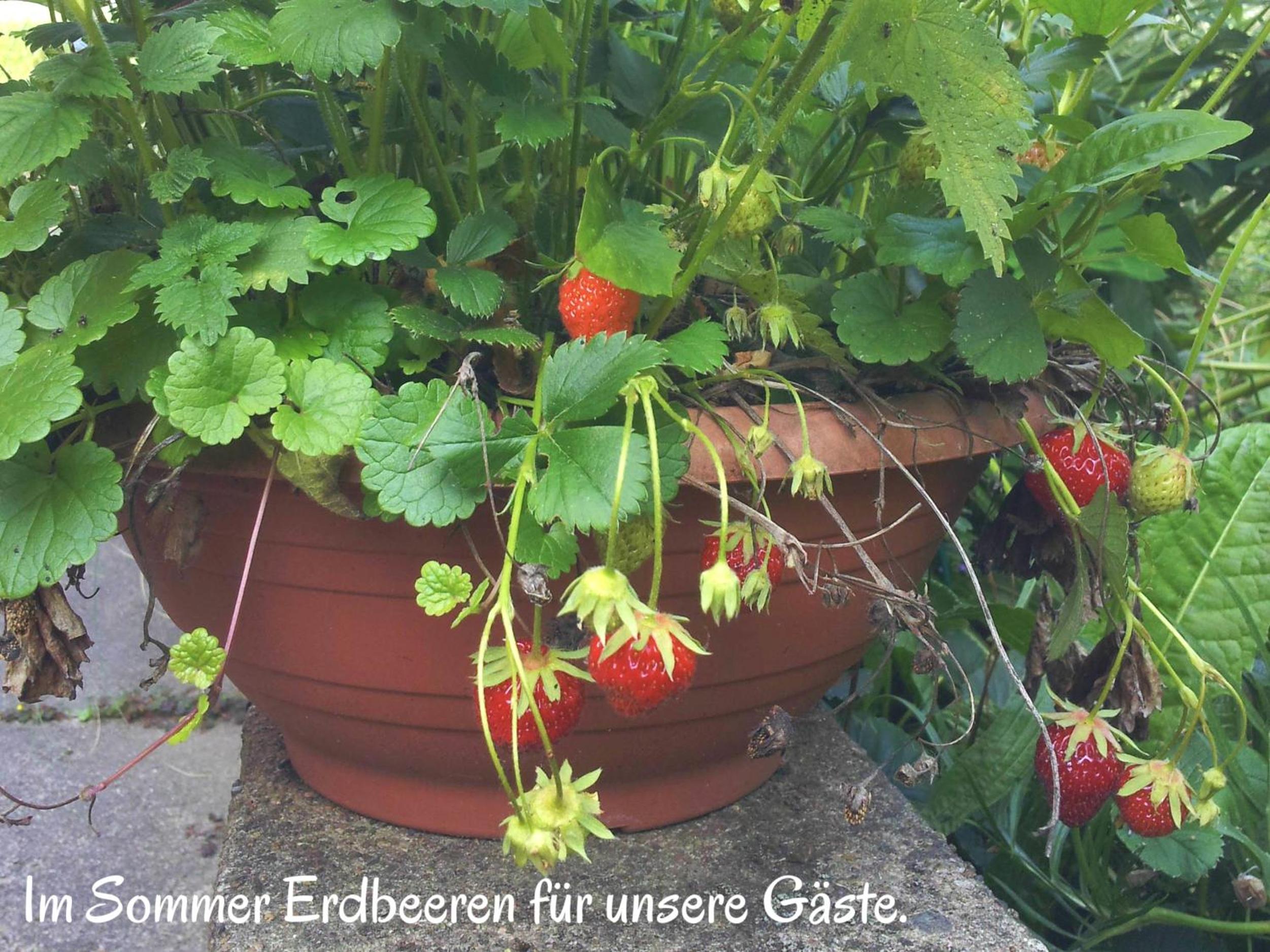 Ferienwohnung am Ellerbach