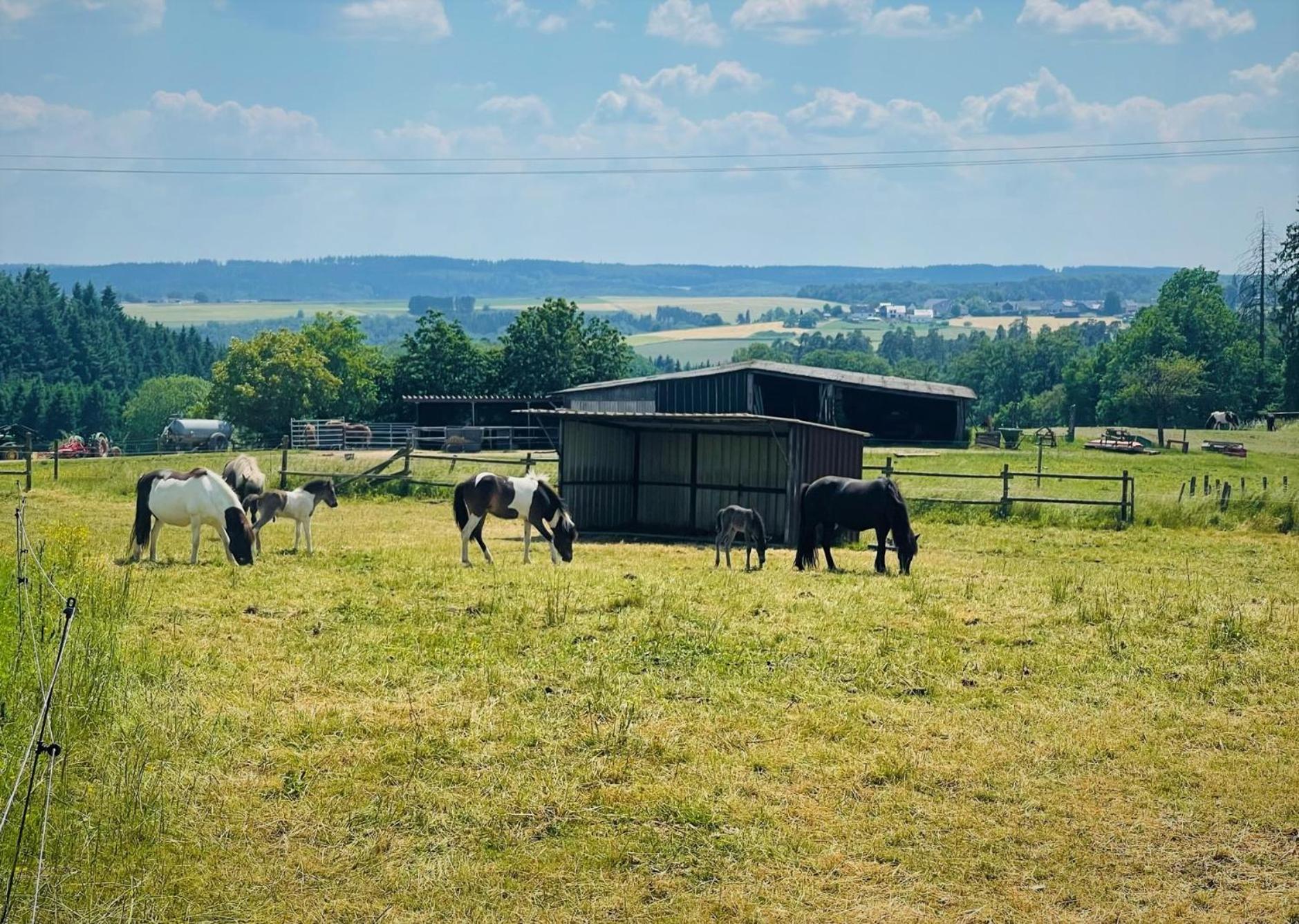 Ferienwohnung Eifel (Blick Aremberg)