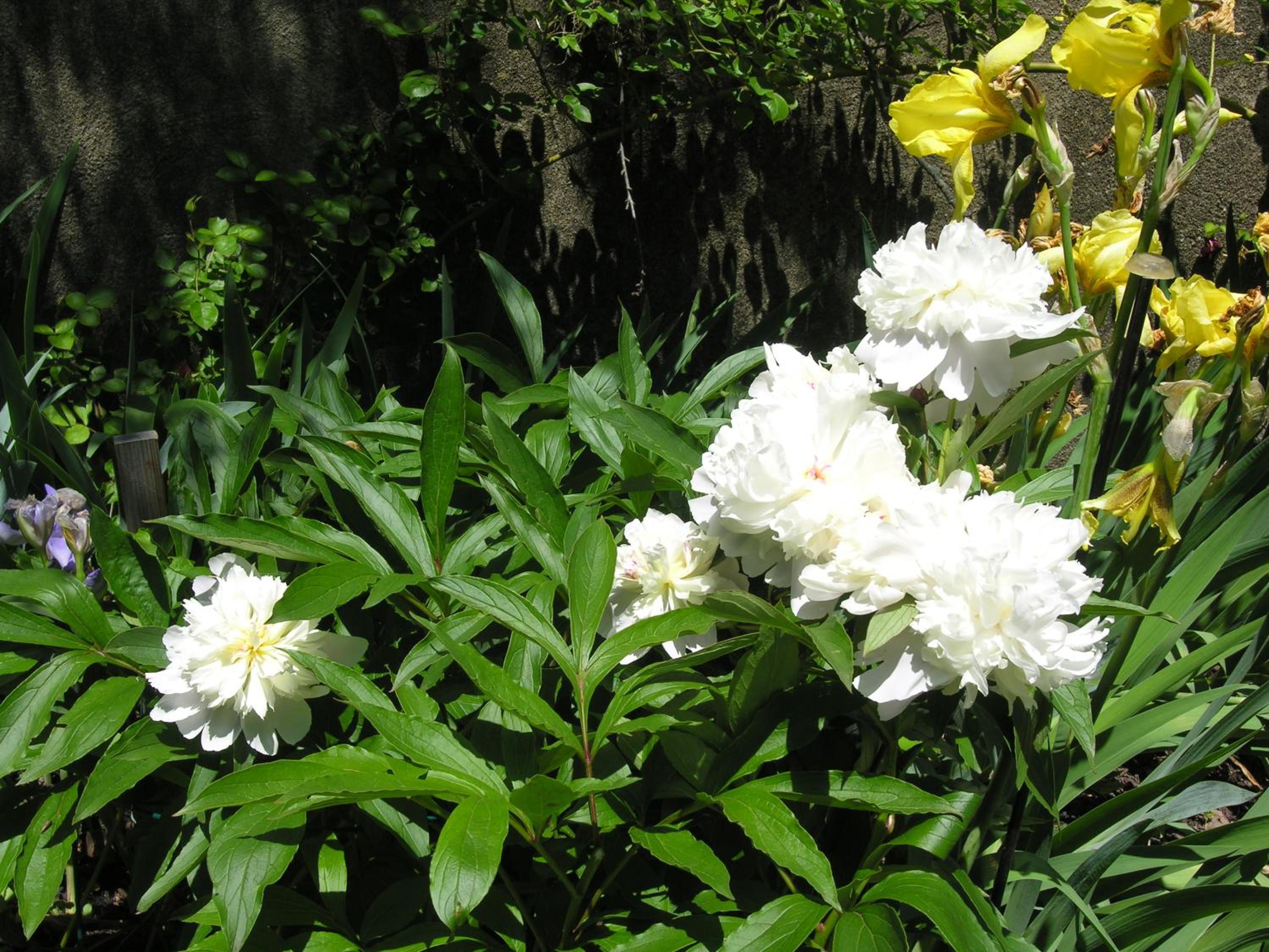 Photo 49