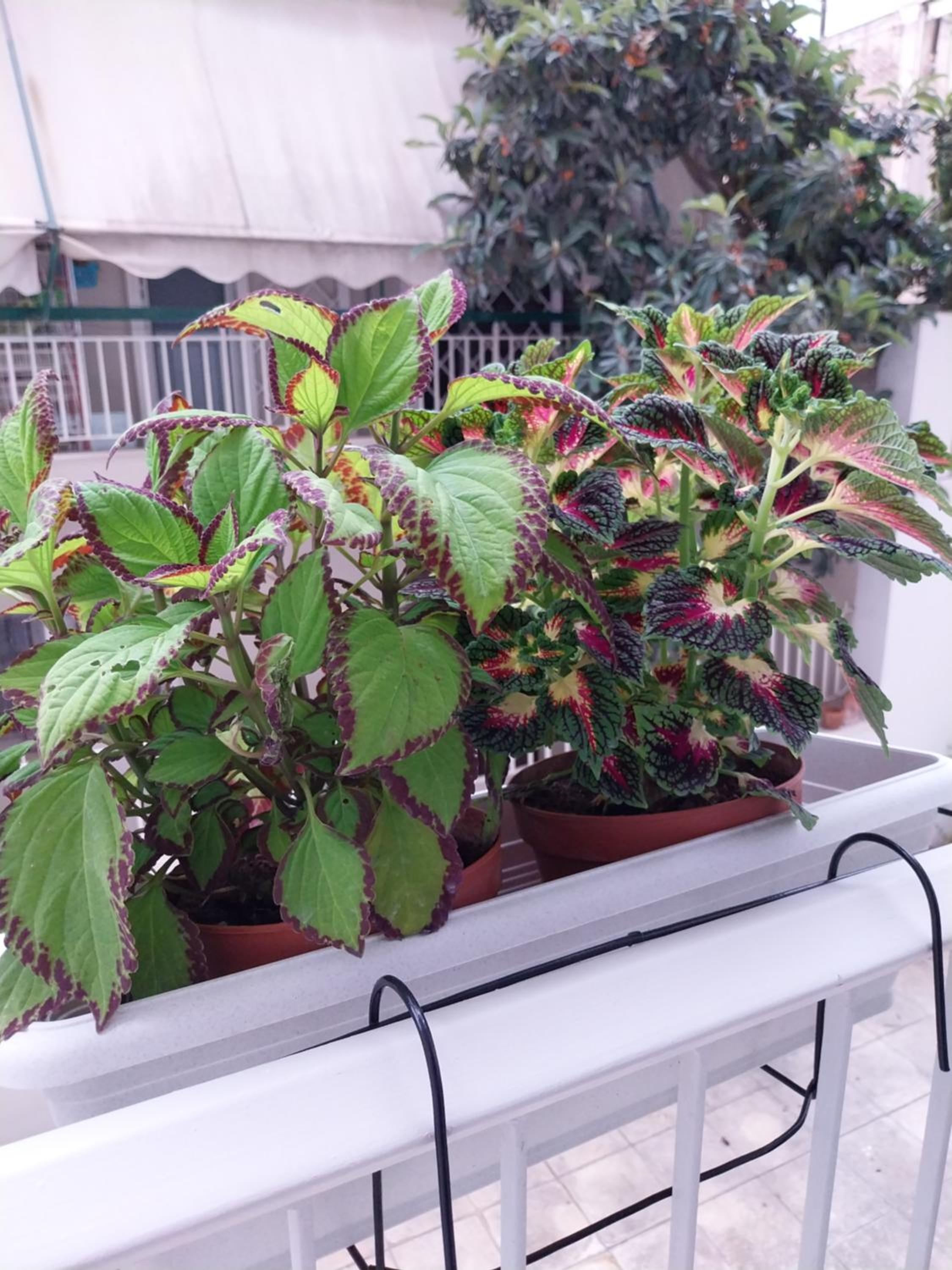 Athens Lovio Apartment