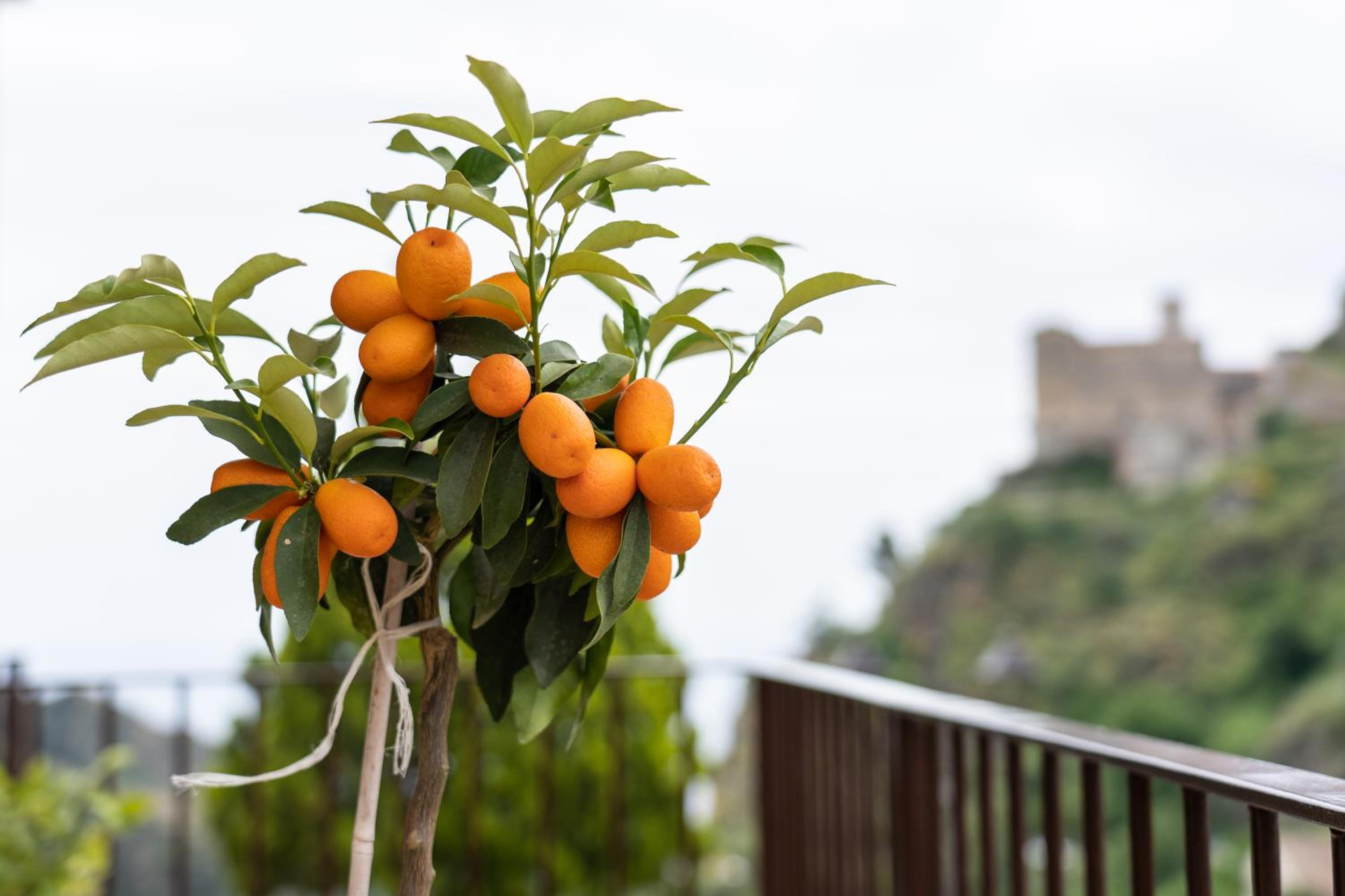 Mirador Savoca, photo 18