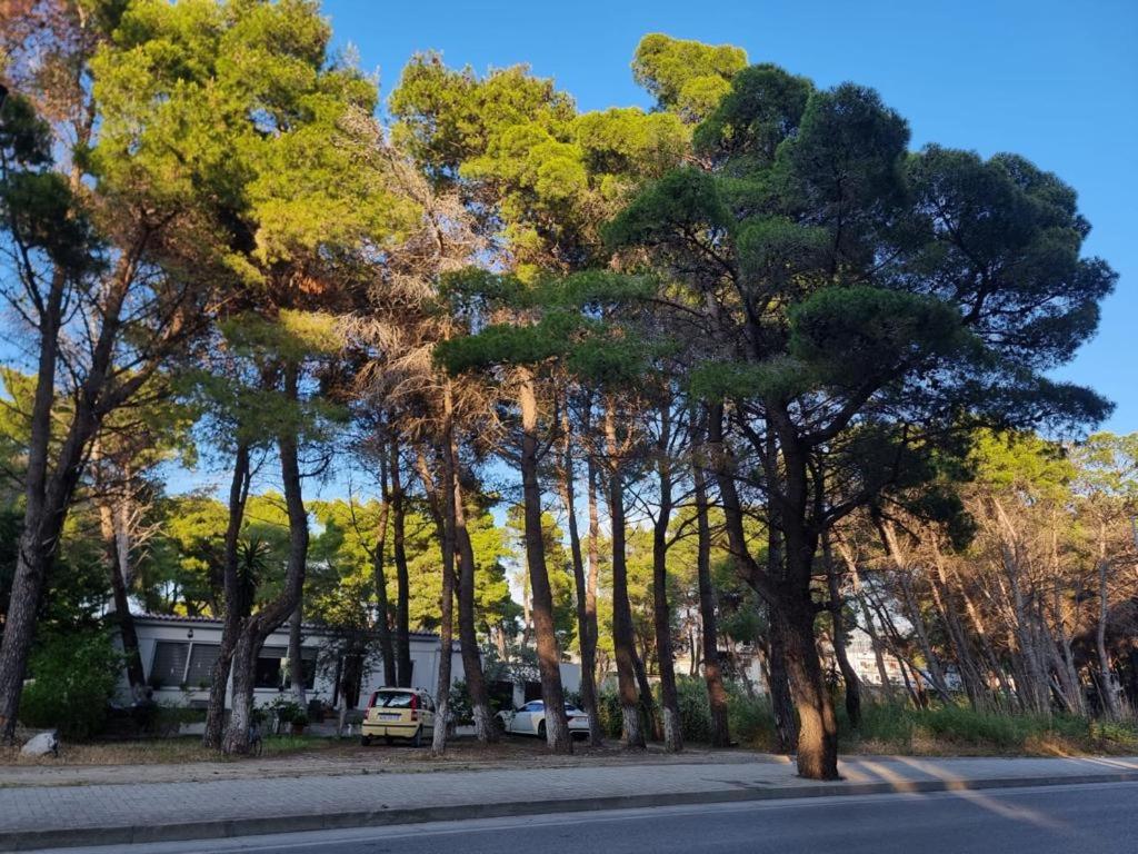Dhoma plazhi Agimi