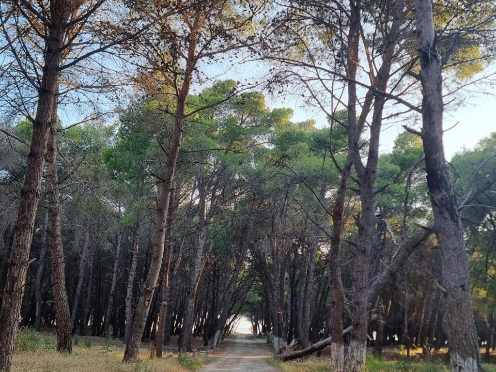 Dhoma plazhi Agimi