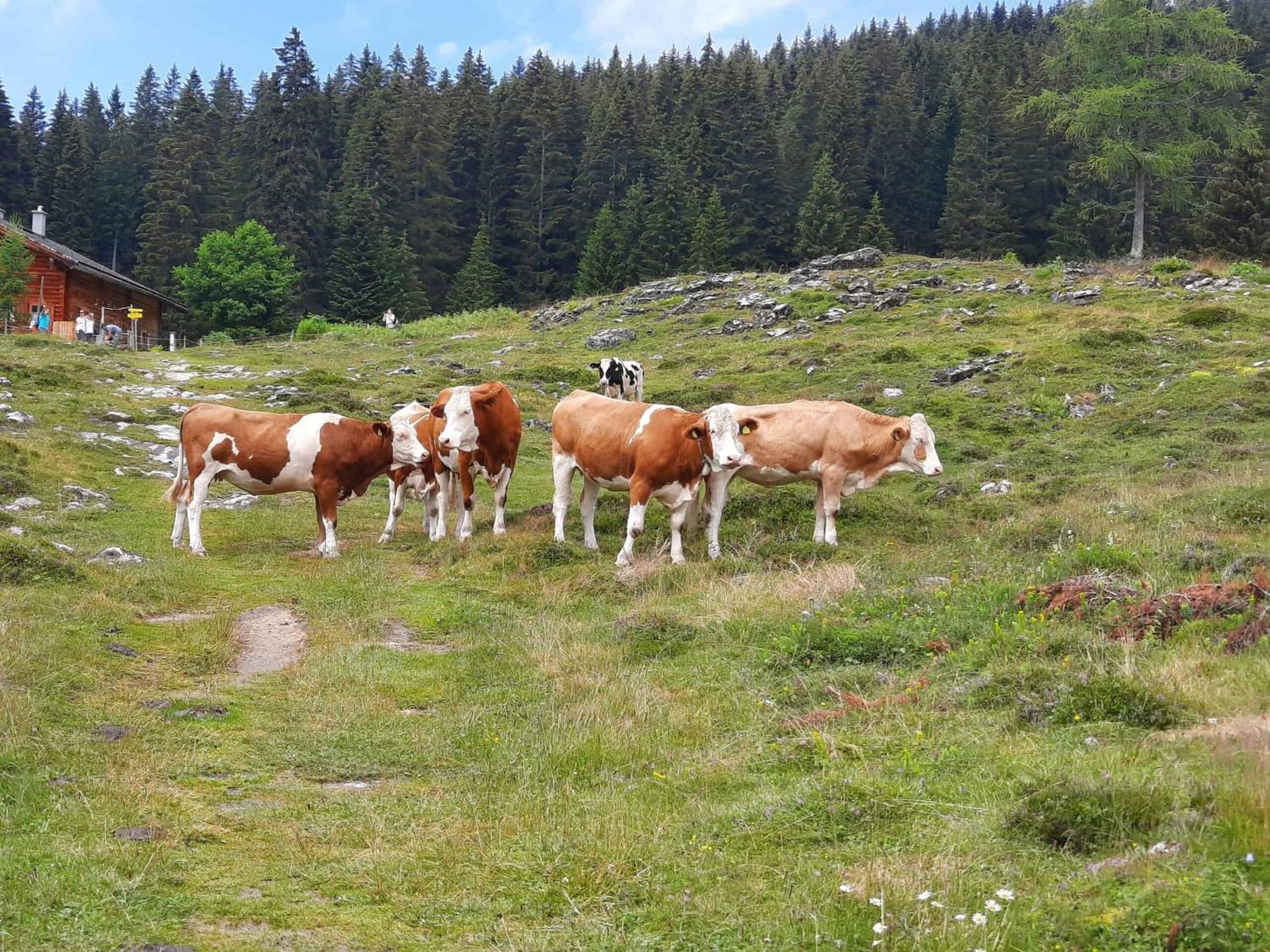Alpen Quartier view 2