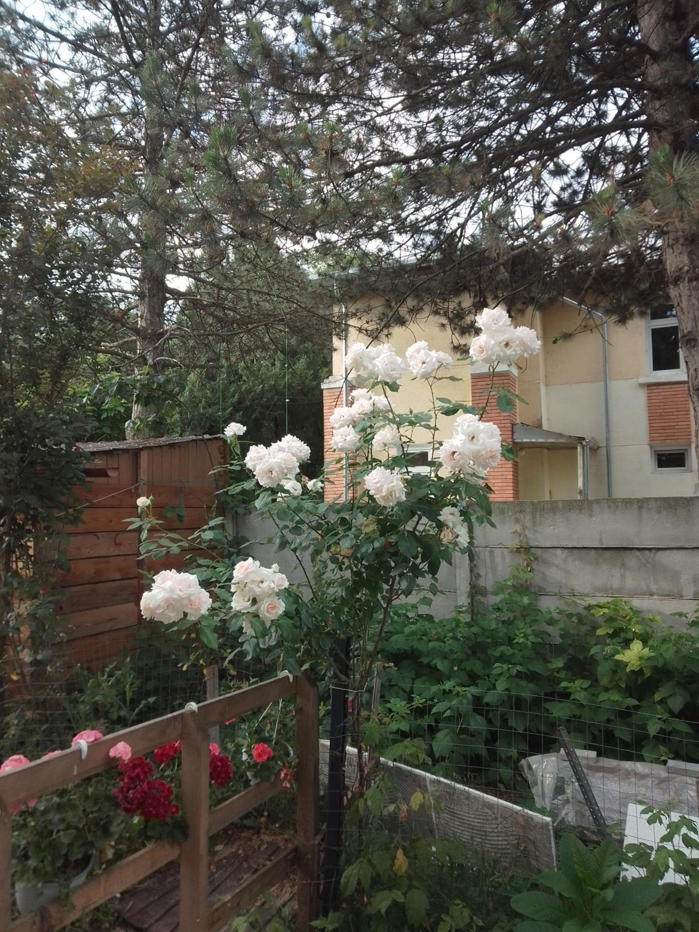 Photo 43