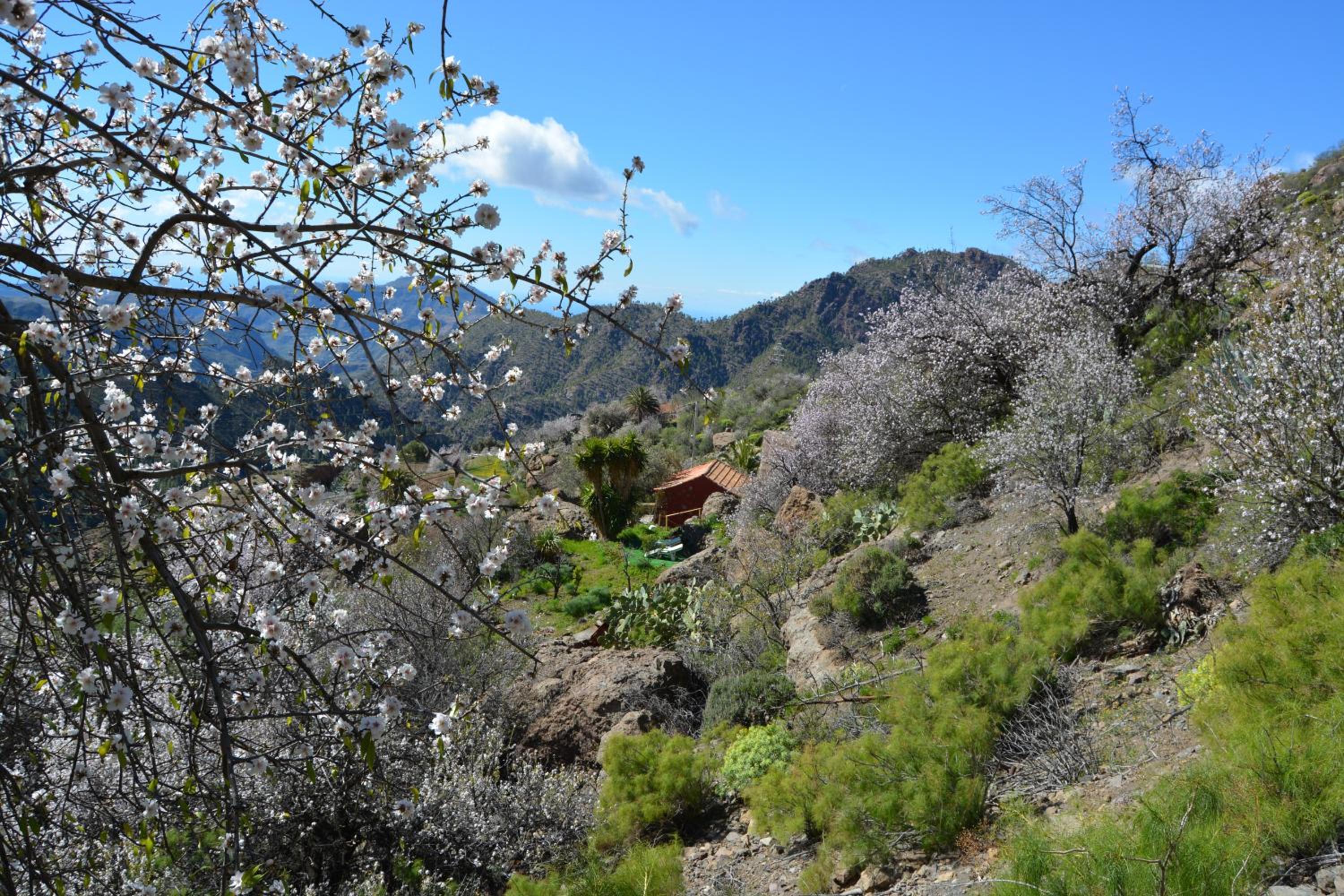 Casa Cueva El Pedregal Tejeda