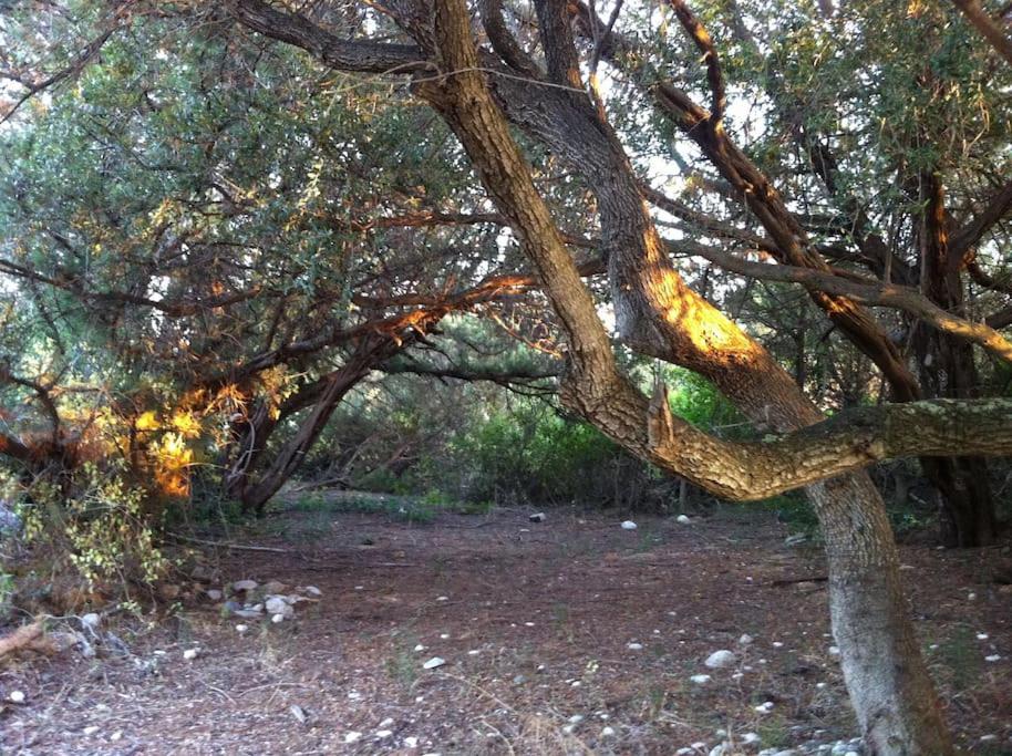 Photo 42