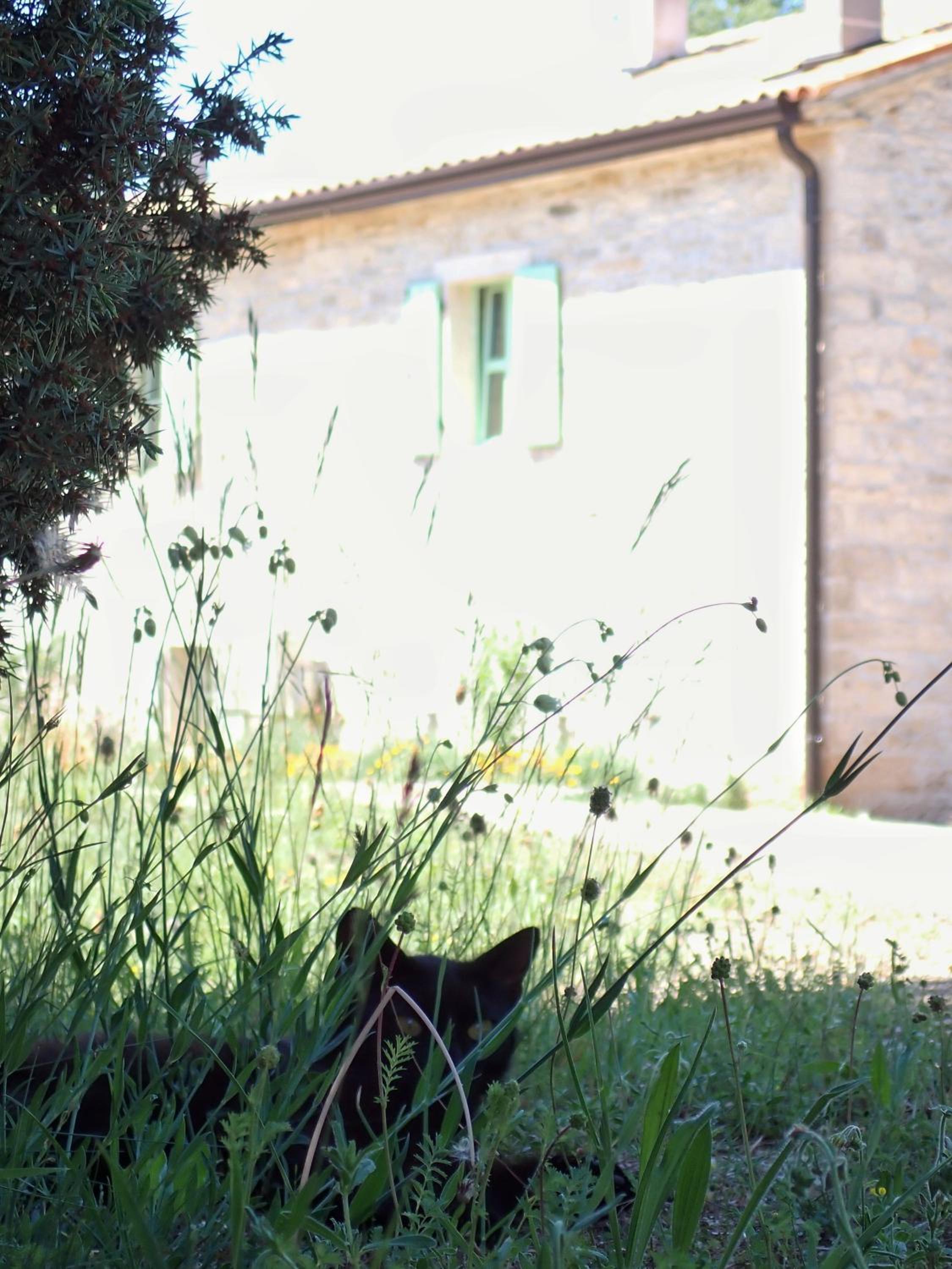Photo 41