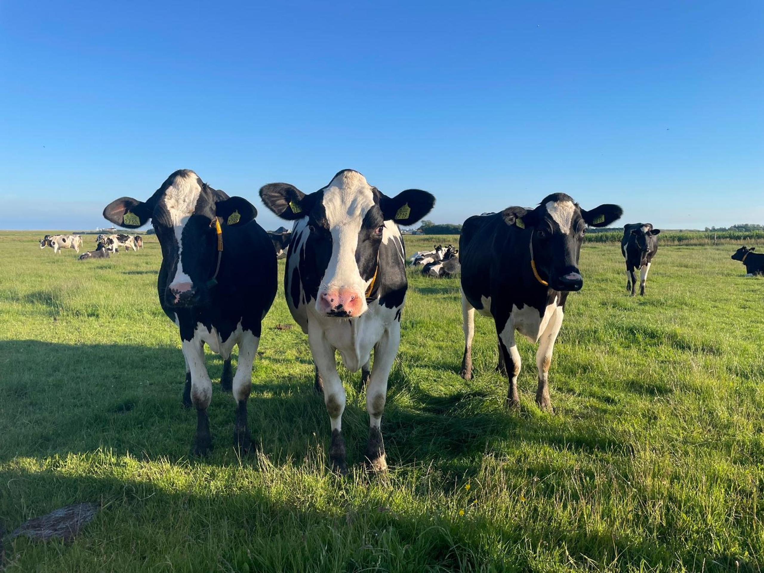 Johanneshoeve - de mooiste plek op Texel - Property Image 4