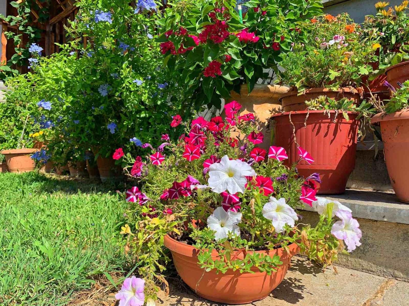 Ivonnis Garden