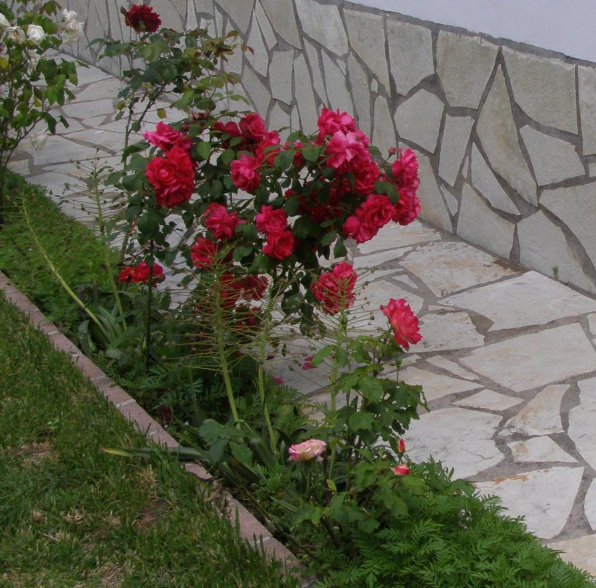 Photo 110