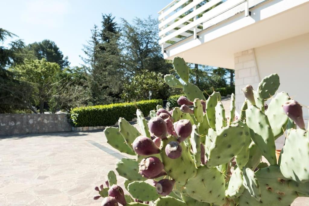 Villa del Petraro Valle D'Itria view 5