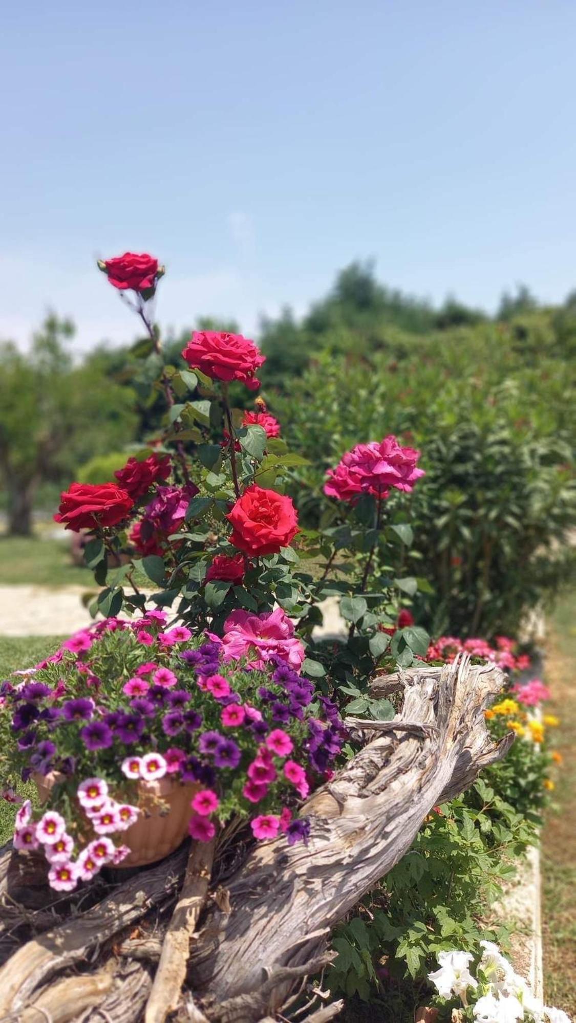 Ivonnis Garden