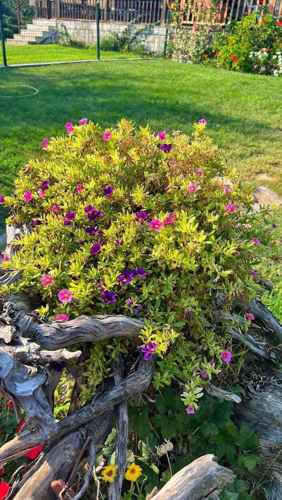 Ivonnis Garden