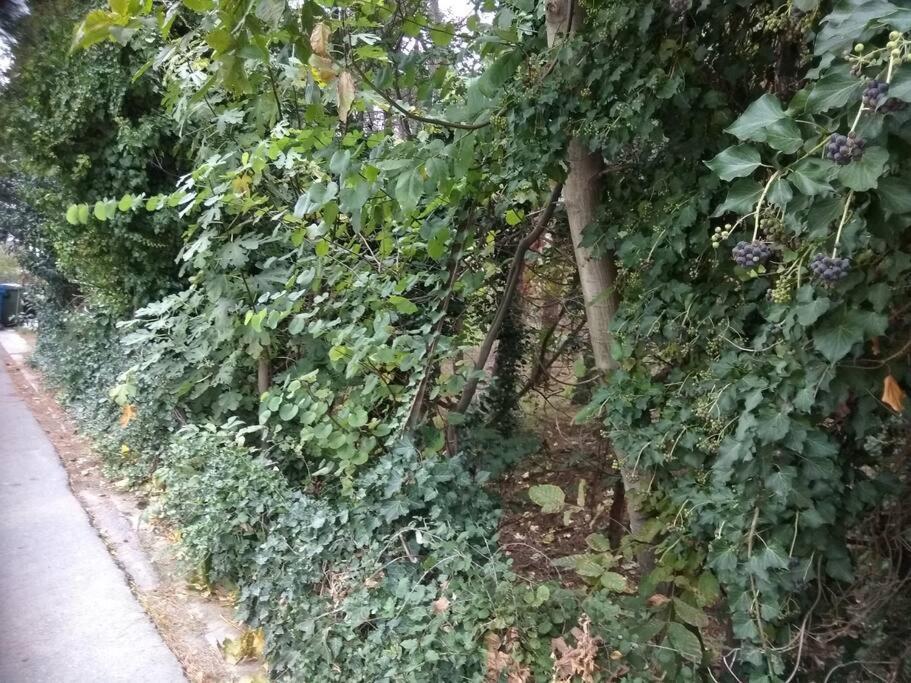 Forest Apartment Salonica