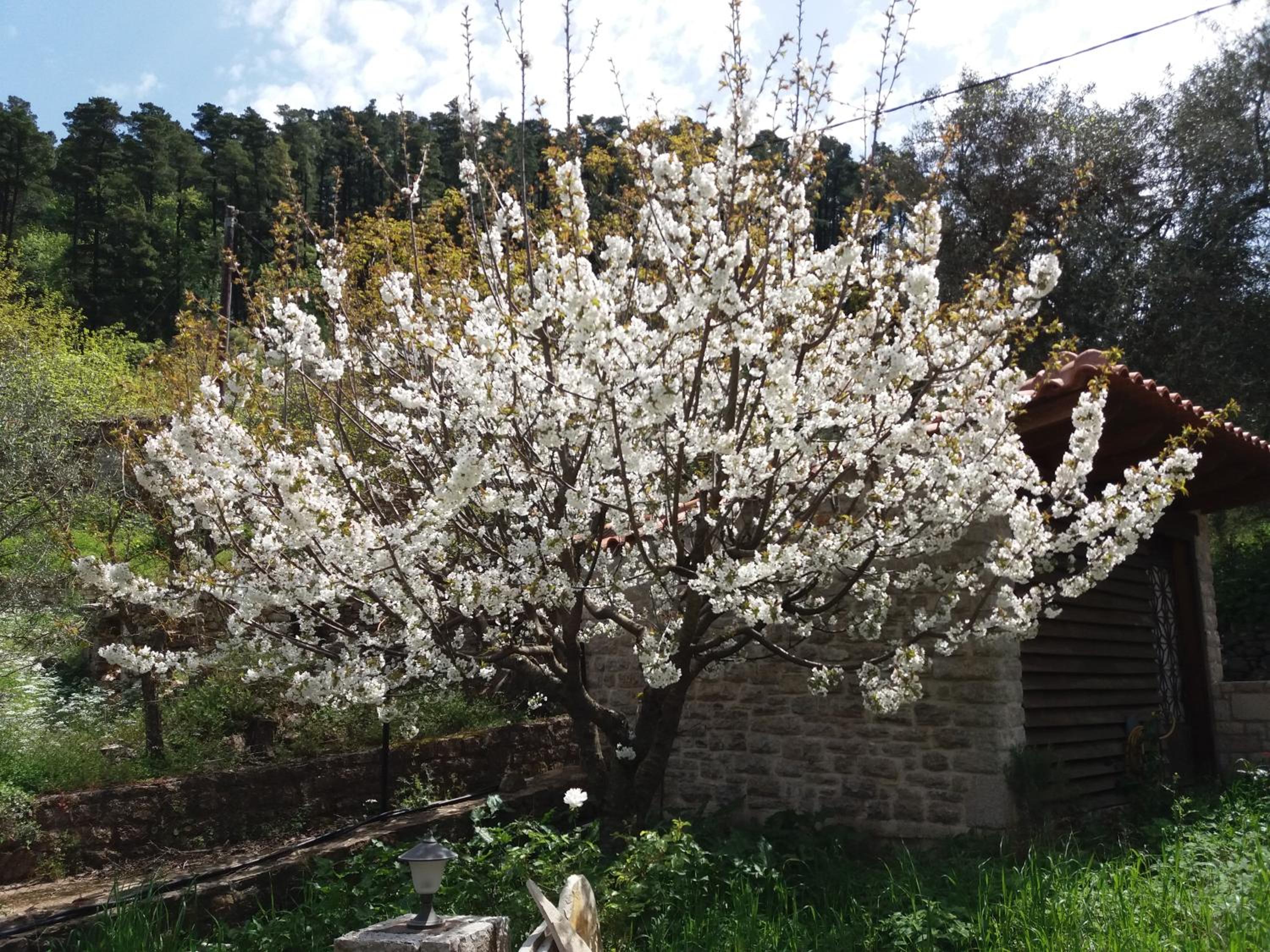 Photo 41