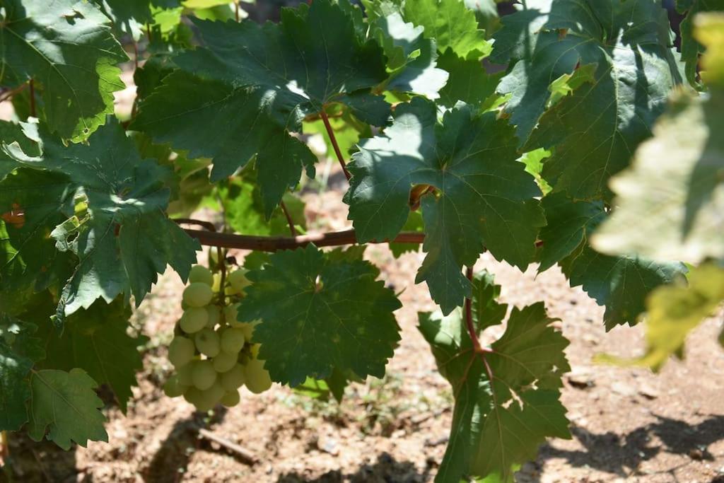 Villa with Amazing Sea View photo 4