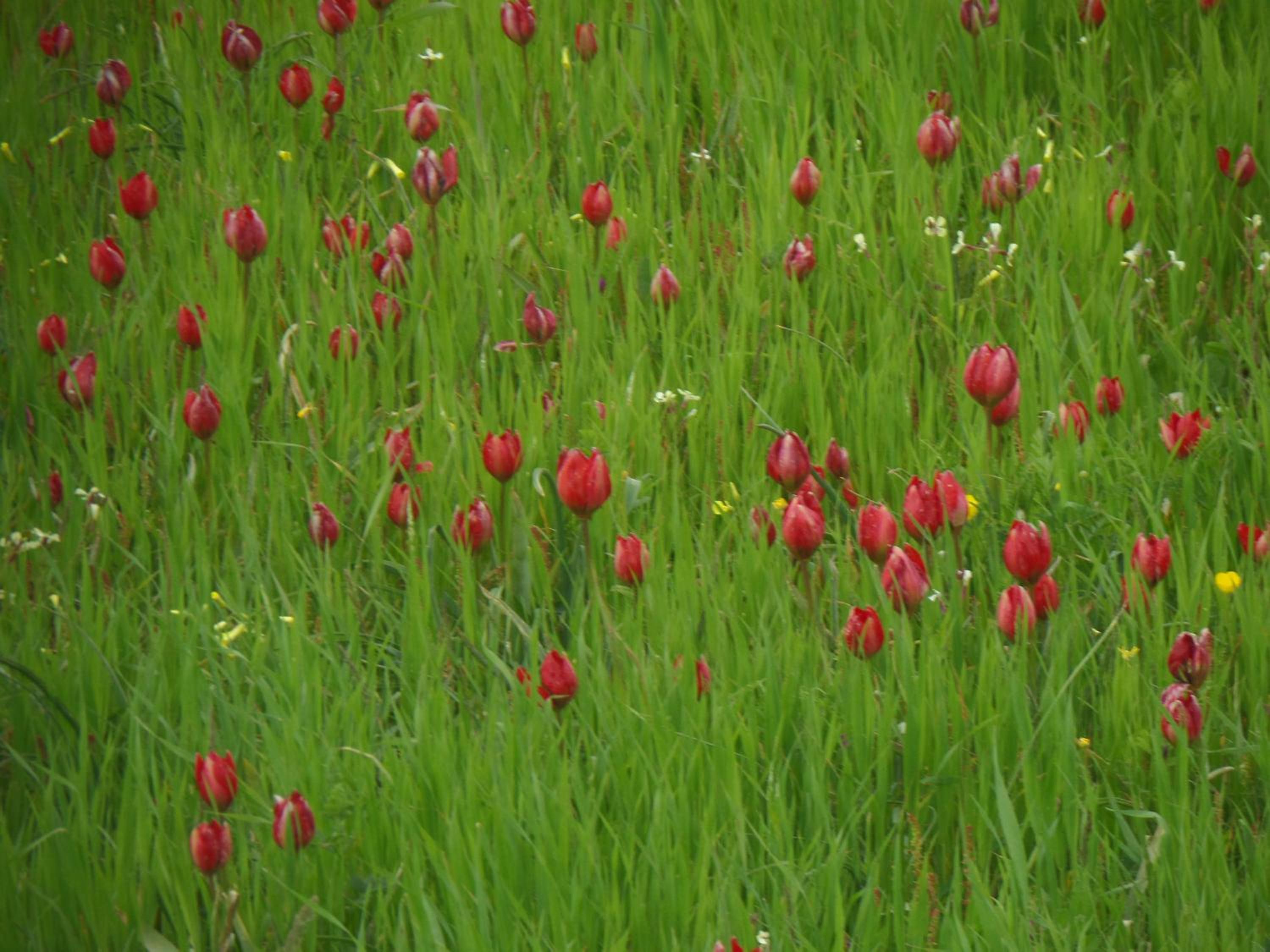 Tulip House view 3