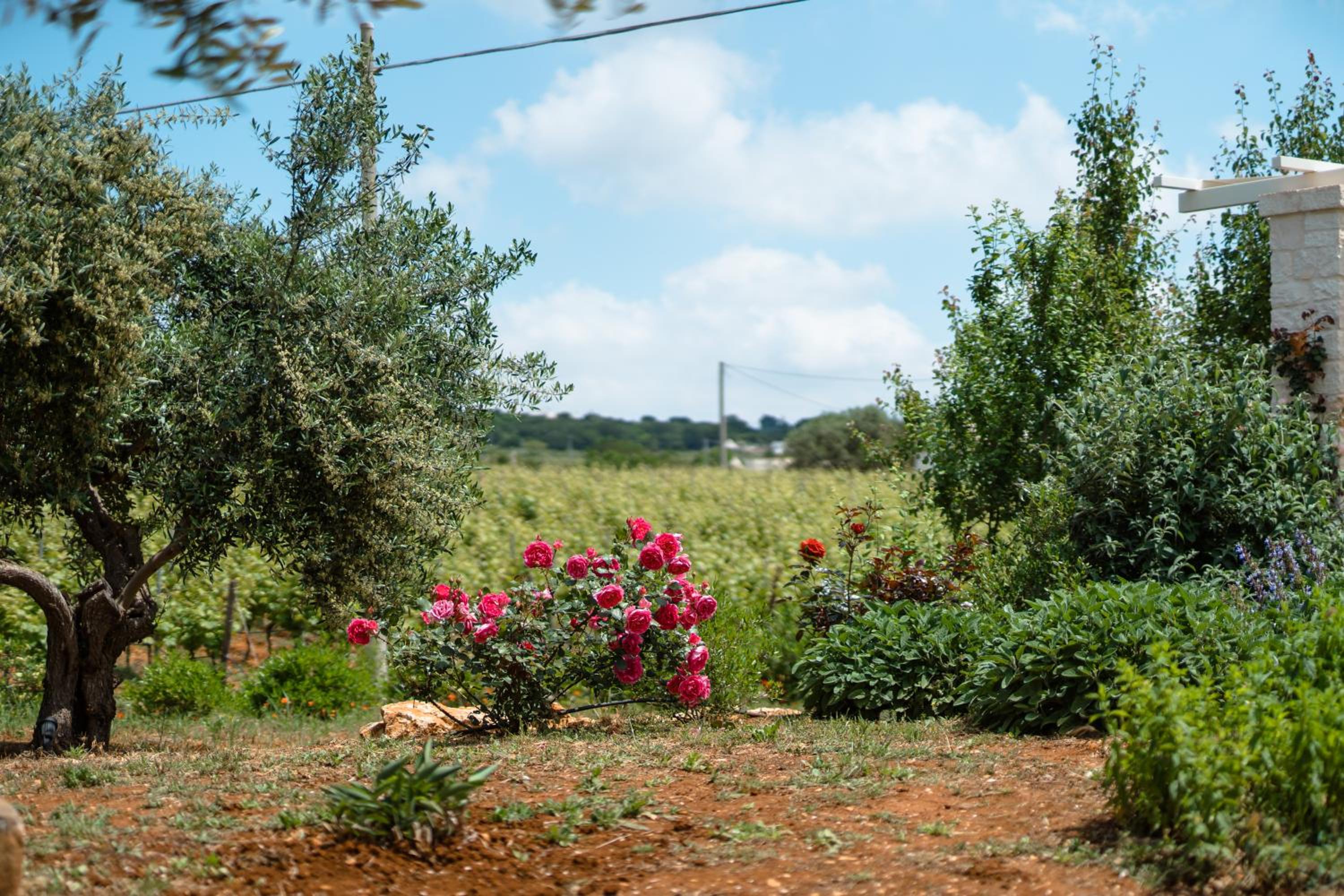 Trulli Audendum