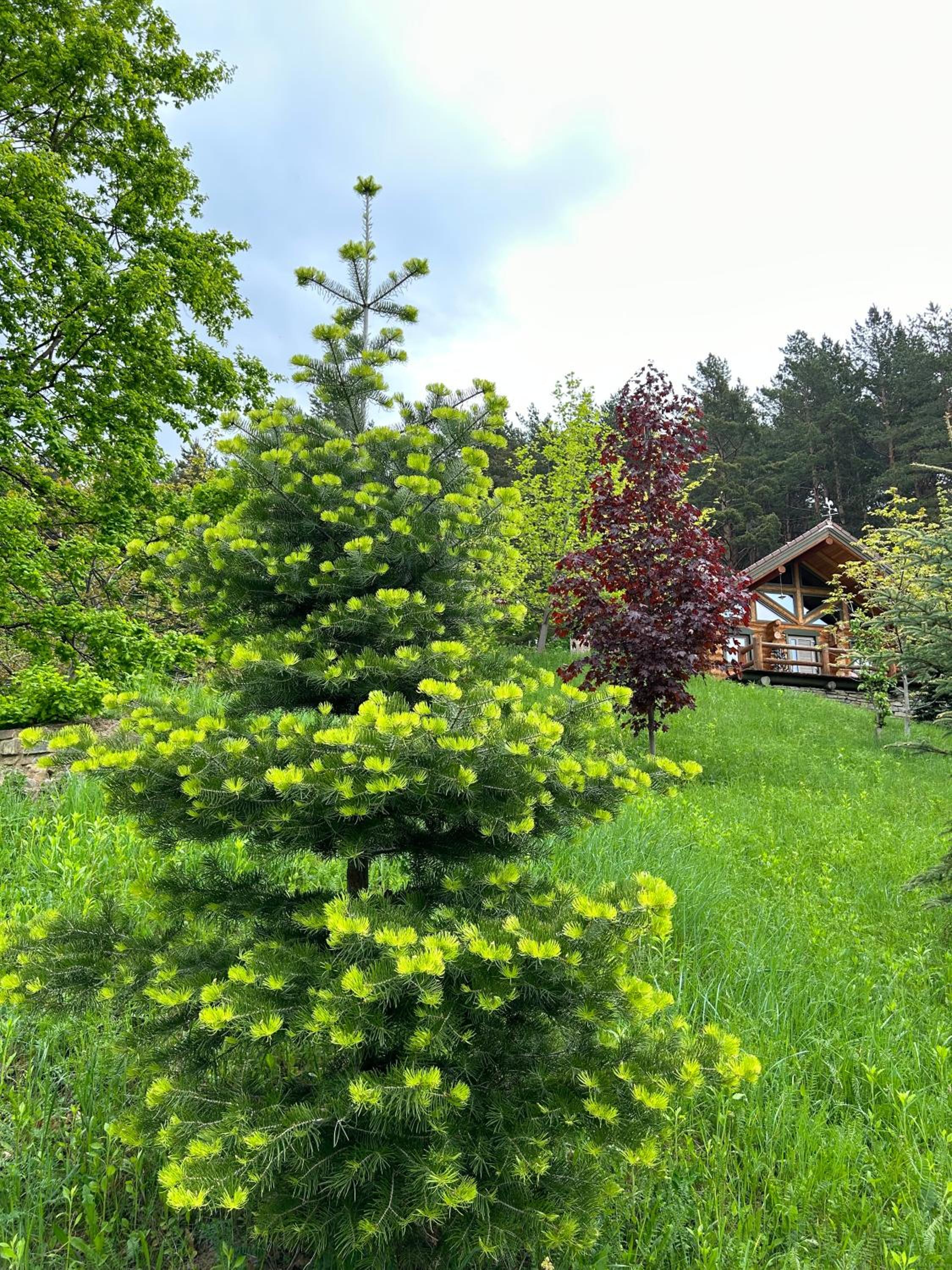 Căsuța din pădure view 3