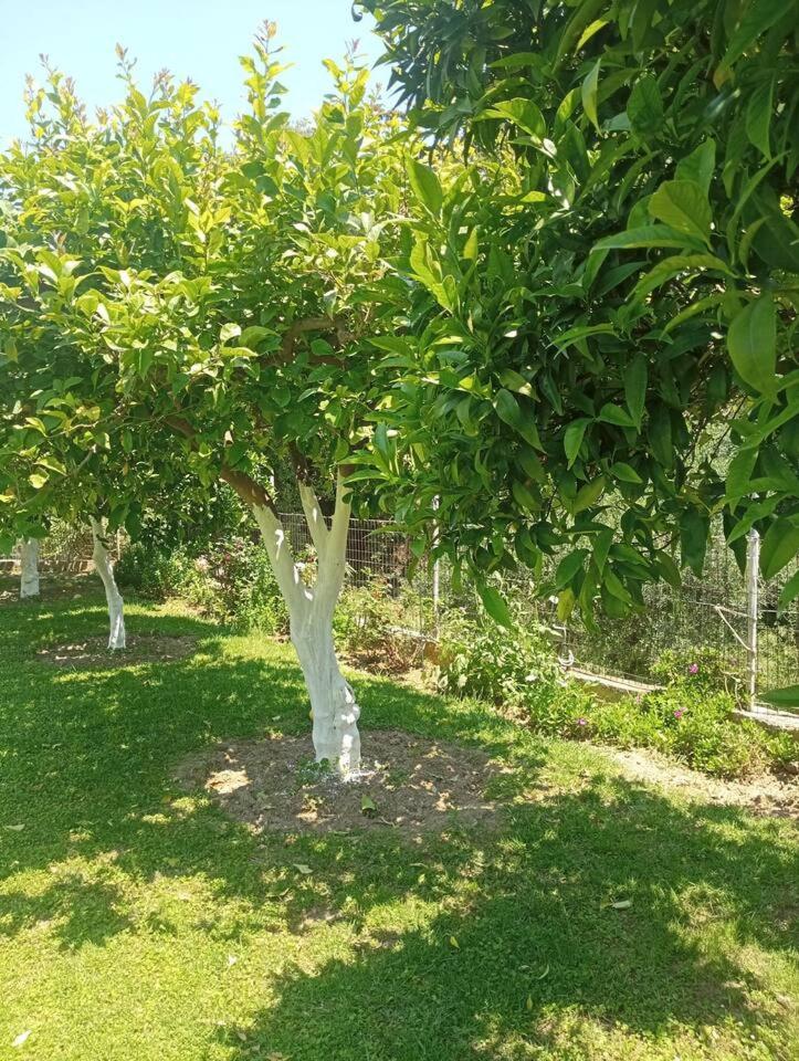 Sunny Garden Villa Koskinou