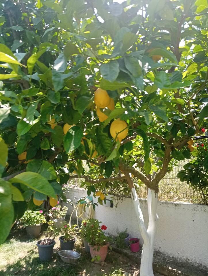 Sunny Garden Villa Koskinou