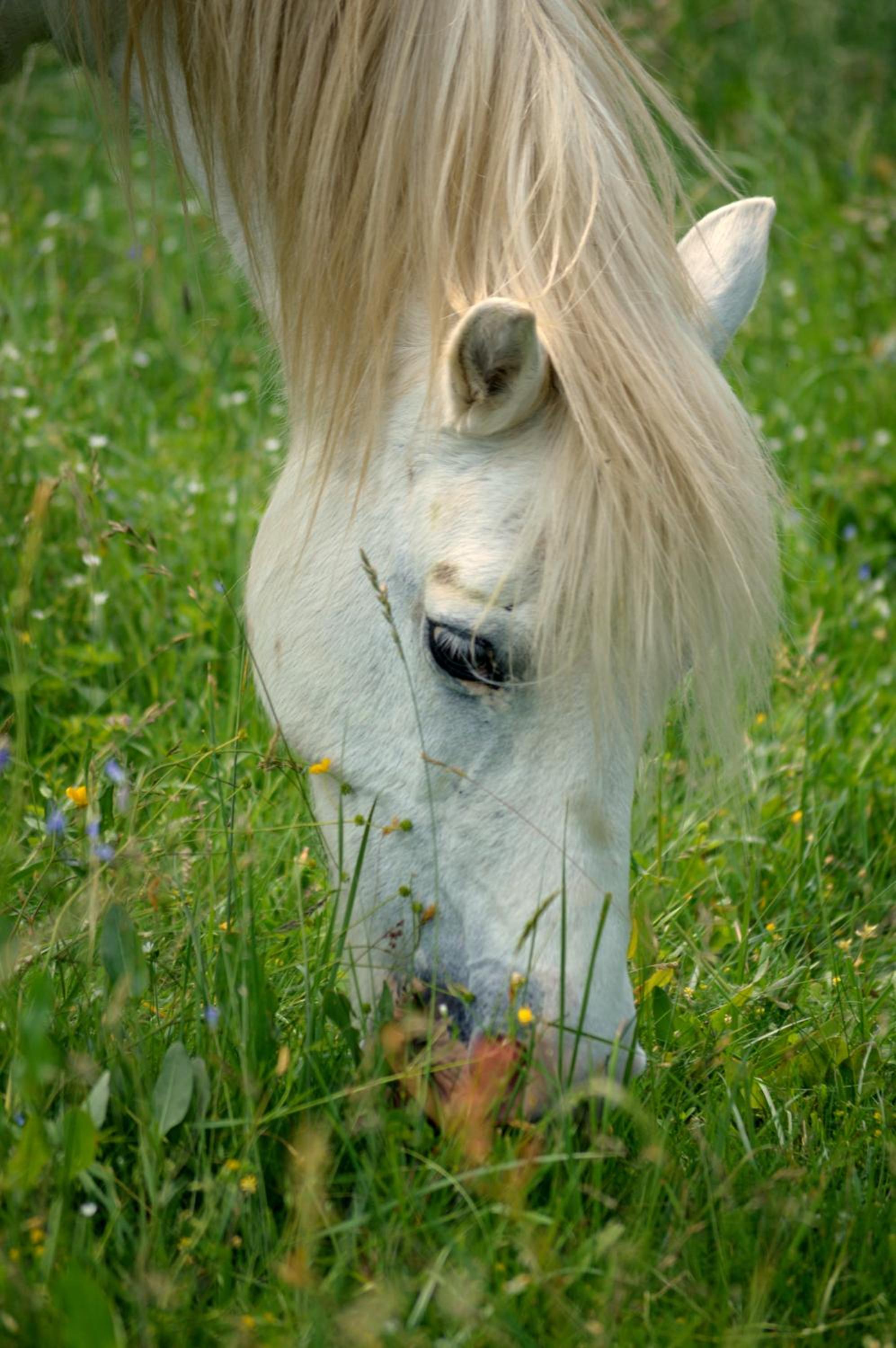 Family Ranch Urlaub am Pferdehof