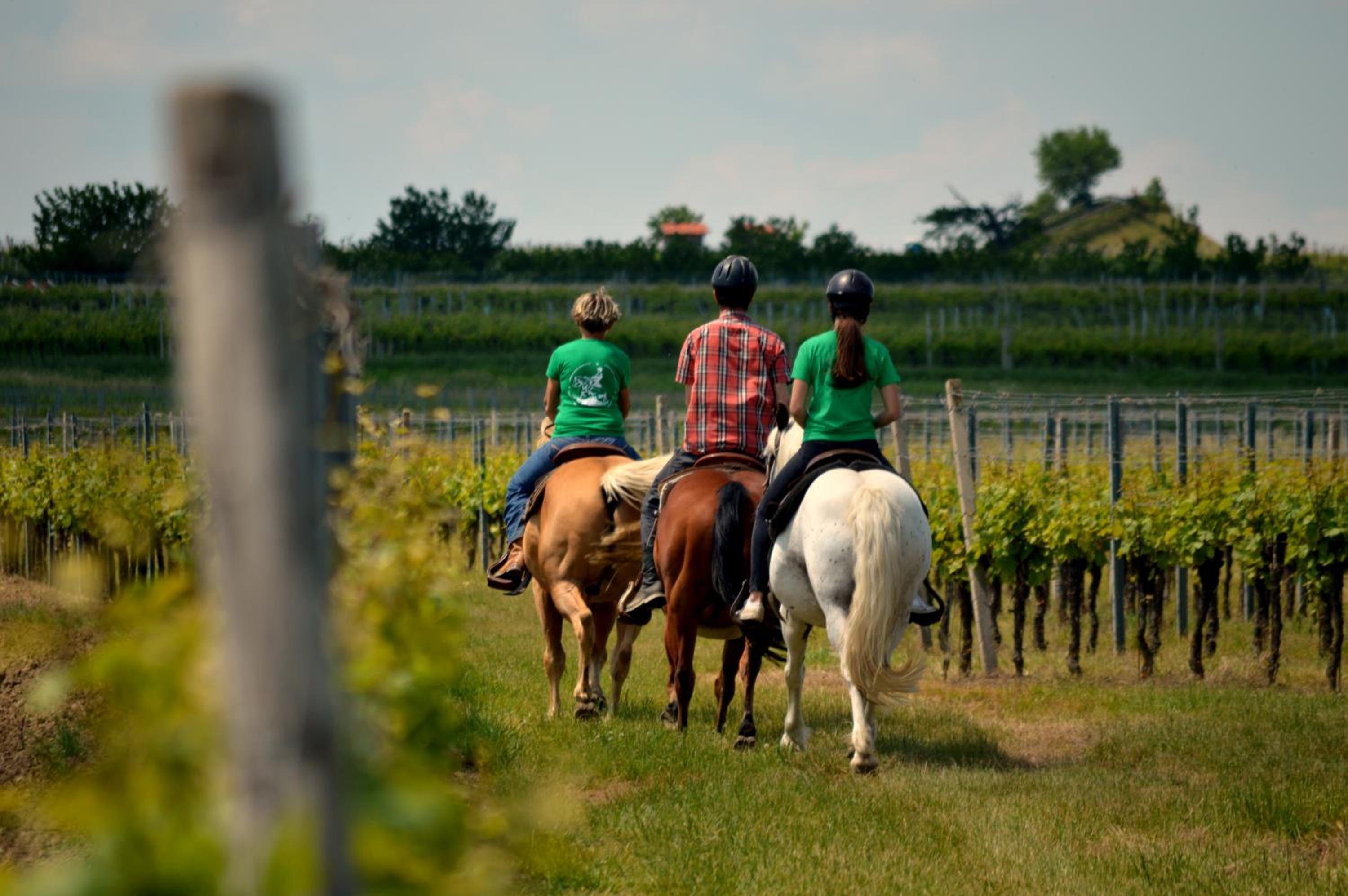 Family Ranch Urlaub am Pferdehof