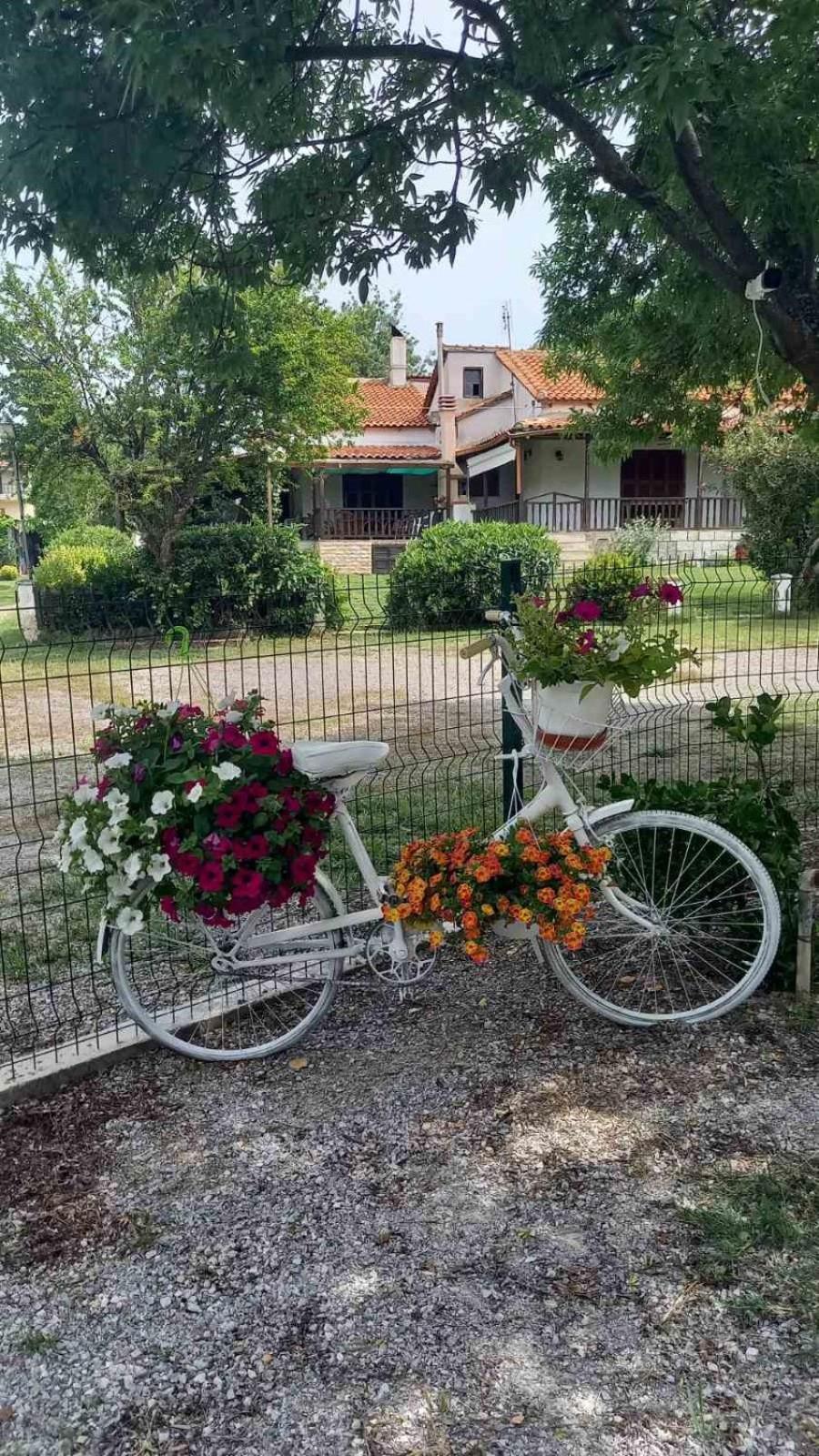 Ivonnis Garden