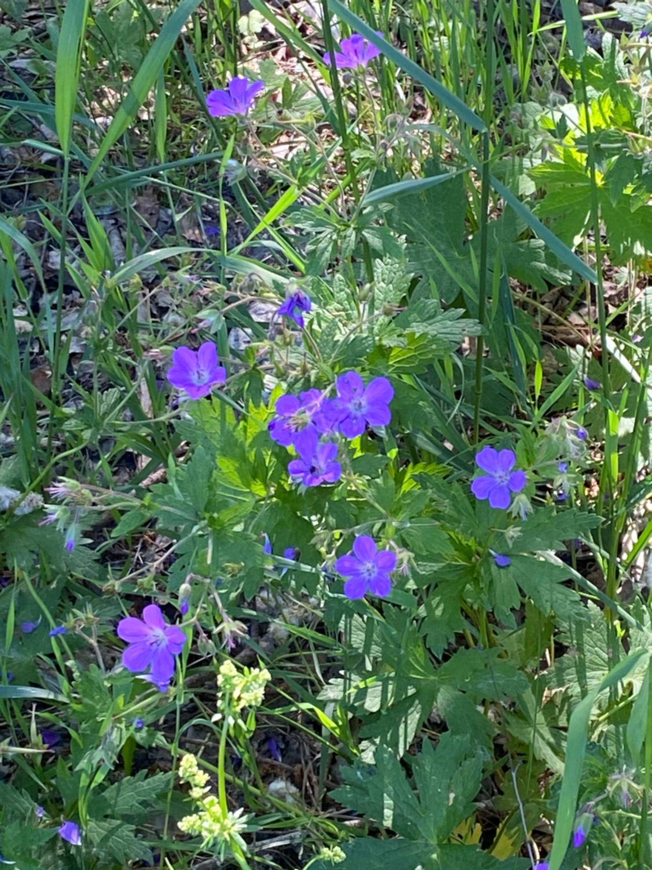 Photo 44
