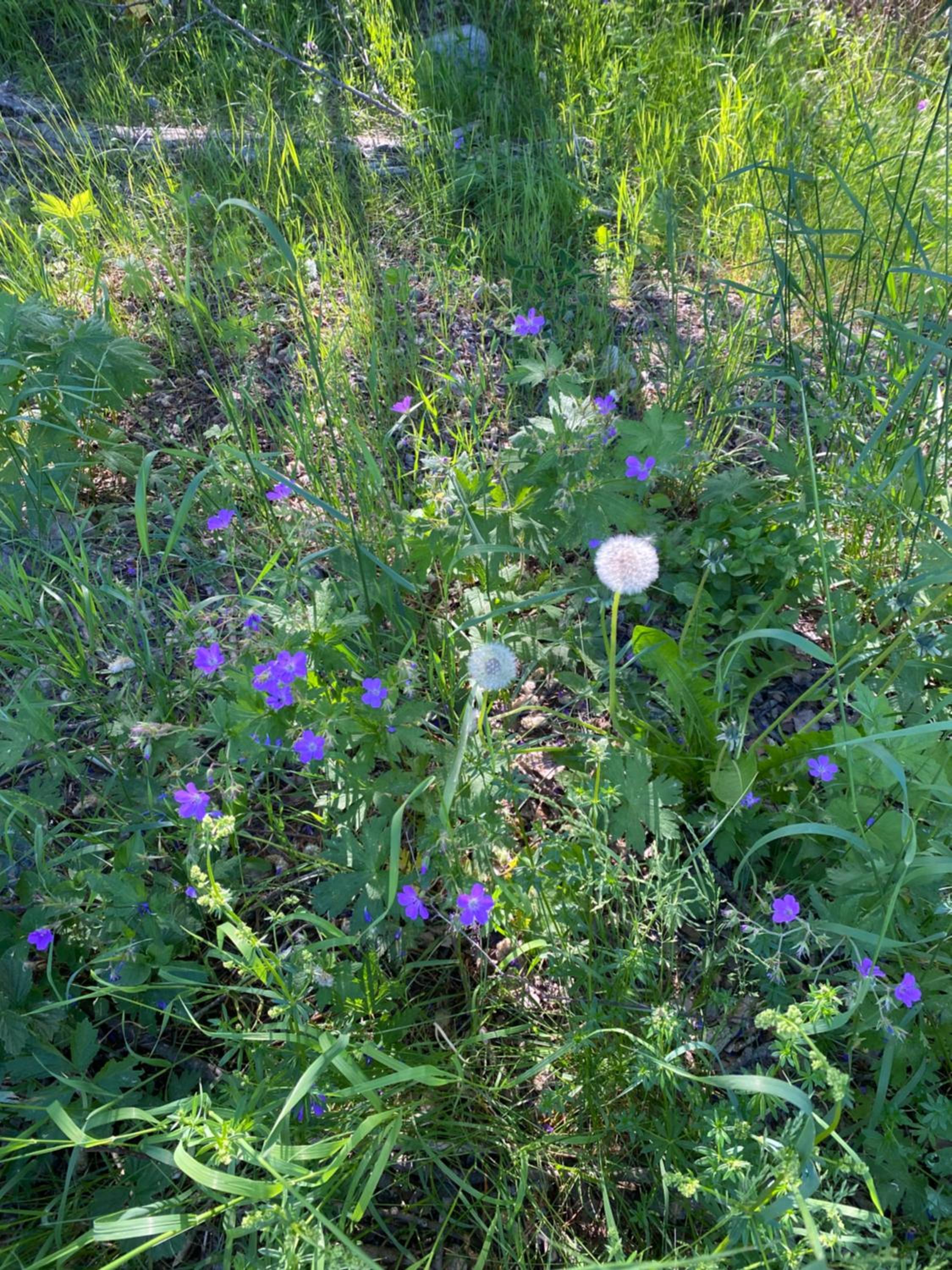 Photo 48