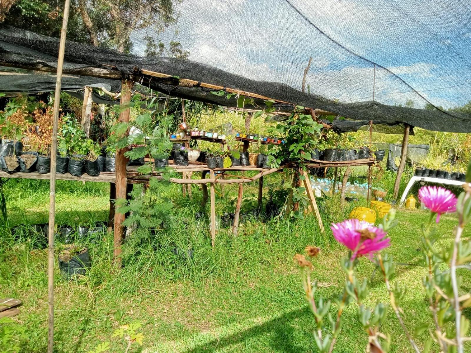 Hospedaje y Zona de Camping Pistacho