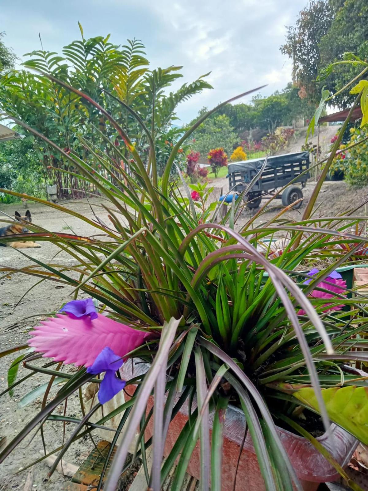 ¡¡Espectacular finca de descanso en pacho!!.