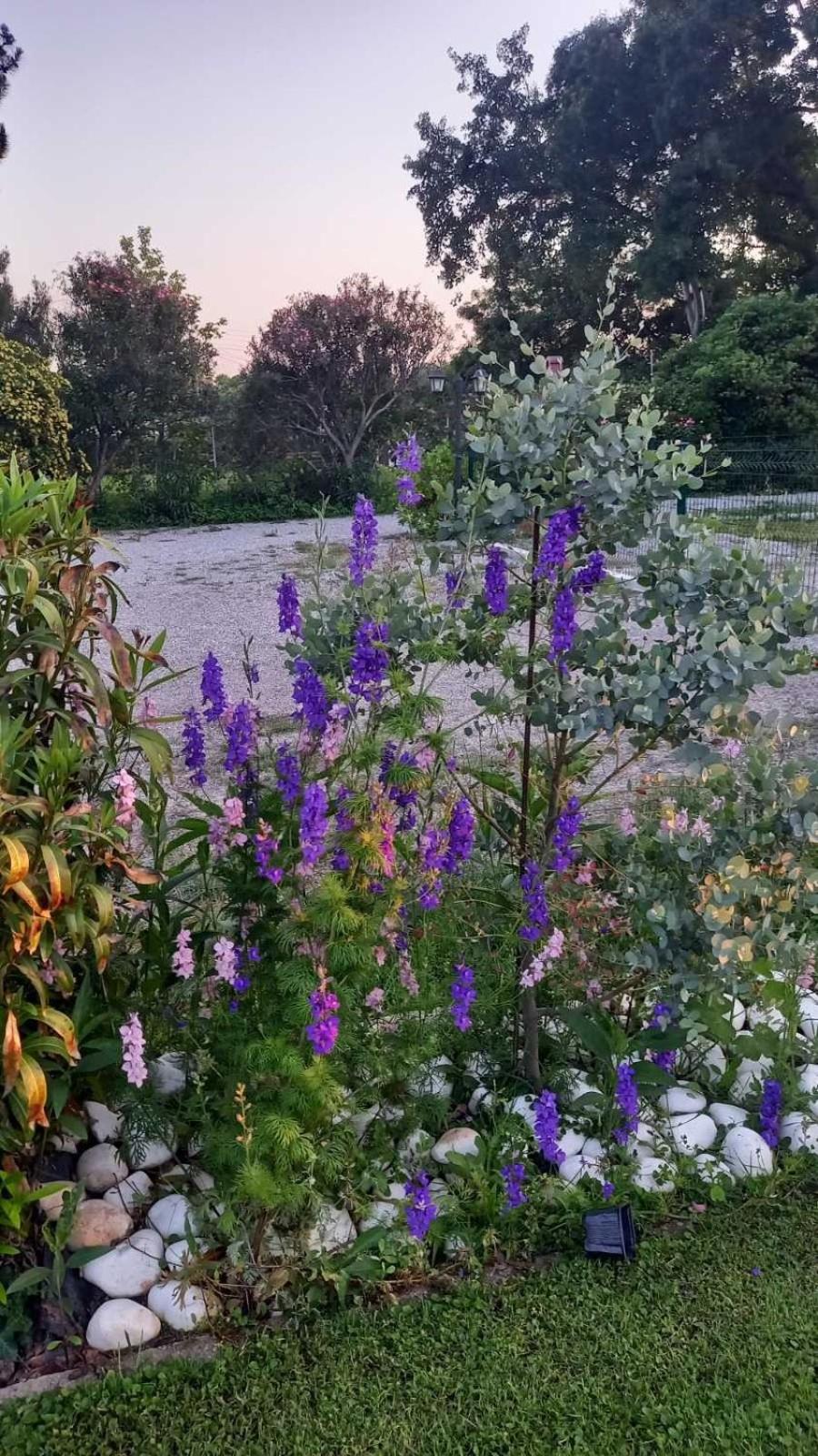 Ivonnis Garden